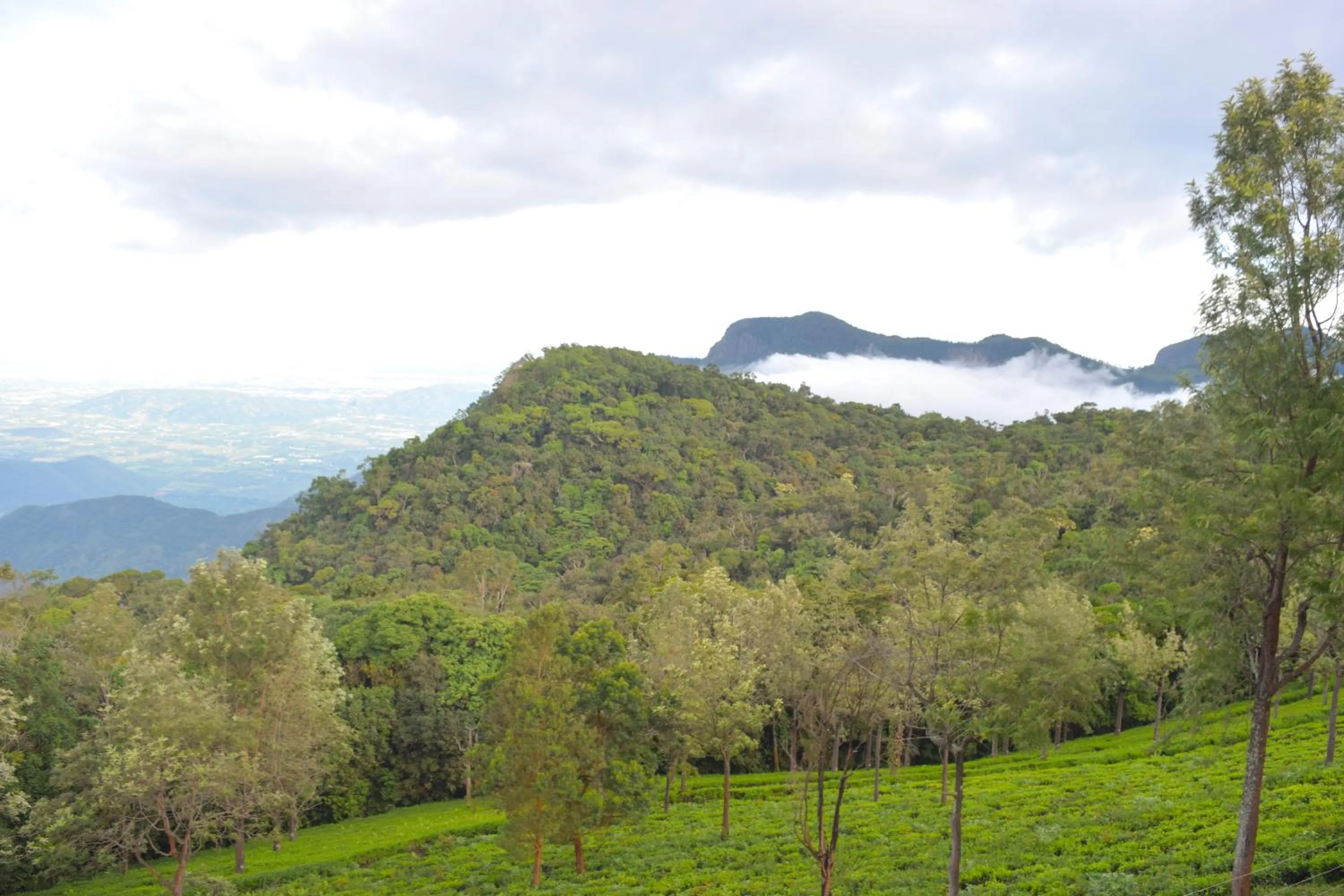 Natural landscape in Ibex Resorts, Coonoor - Tapas