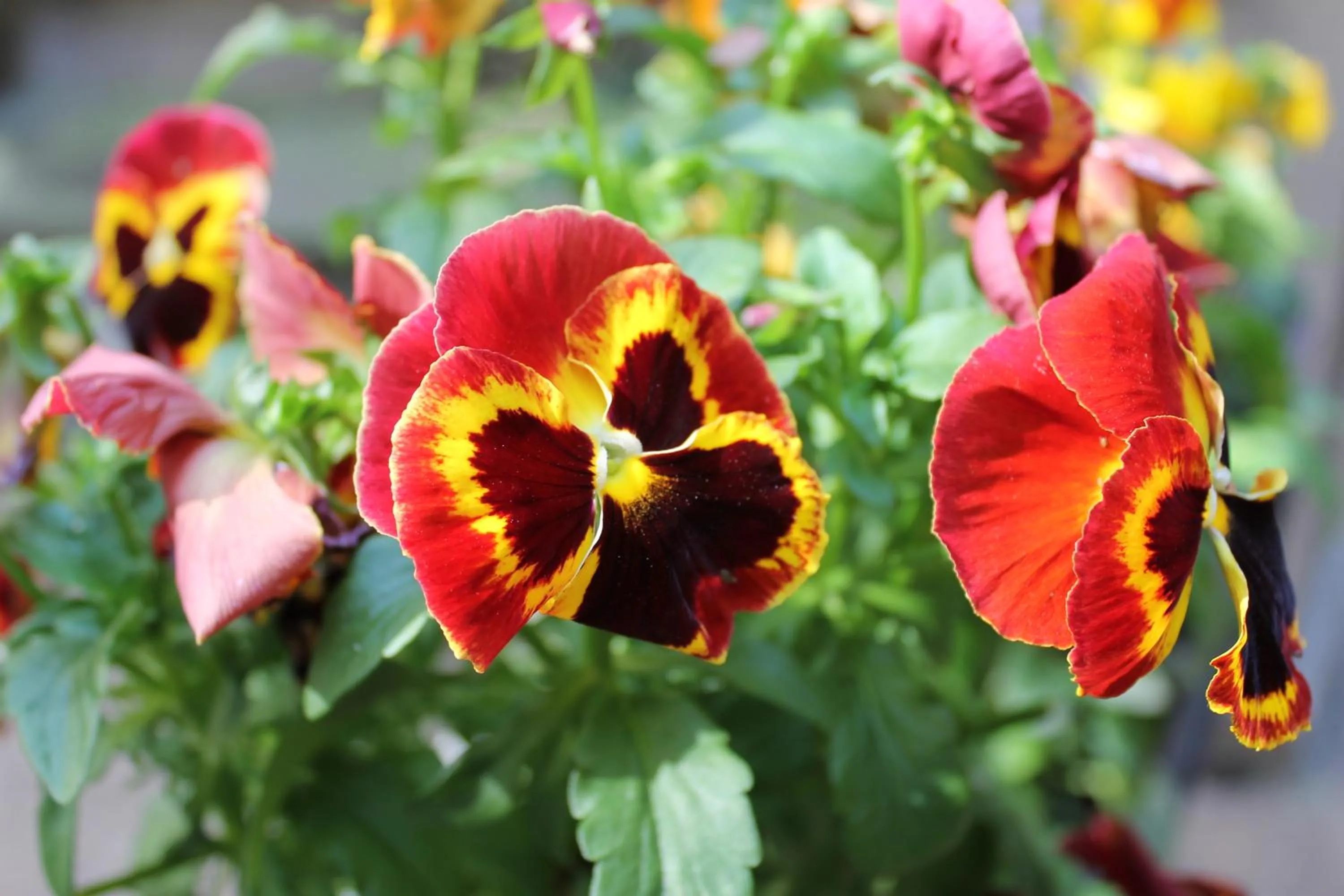 Garden view in Omega Guesthouse Budapest