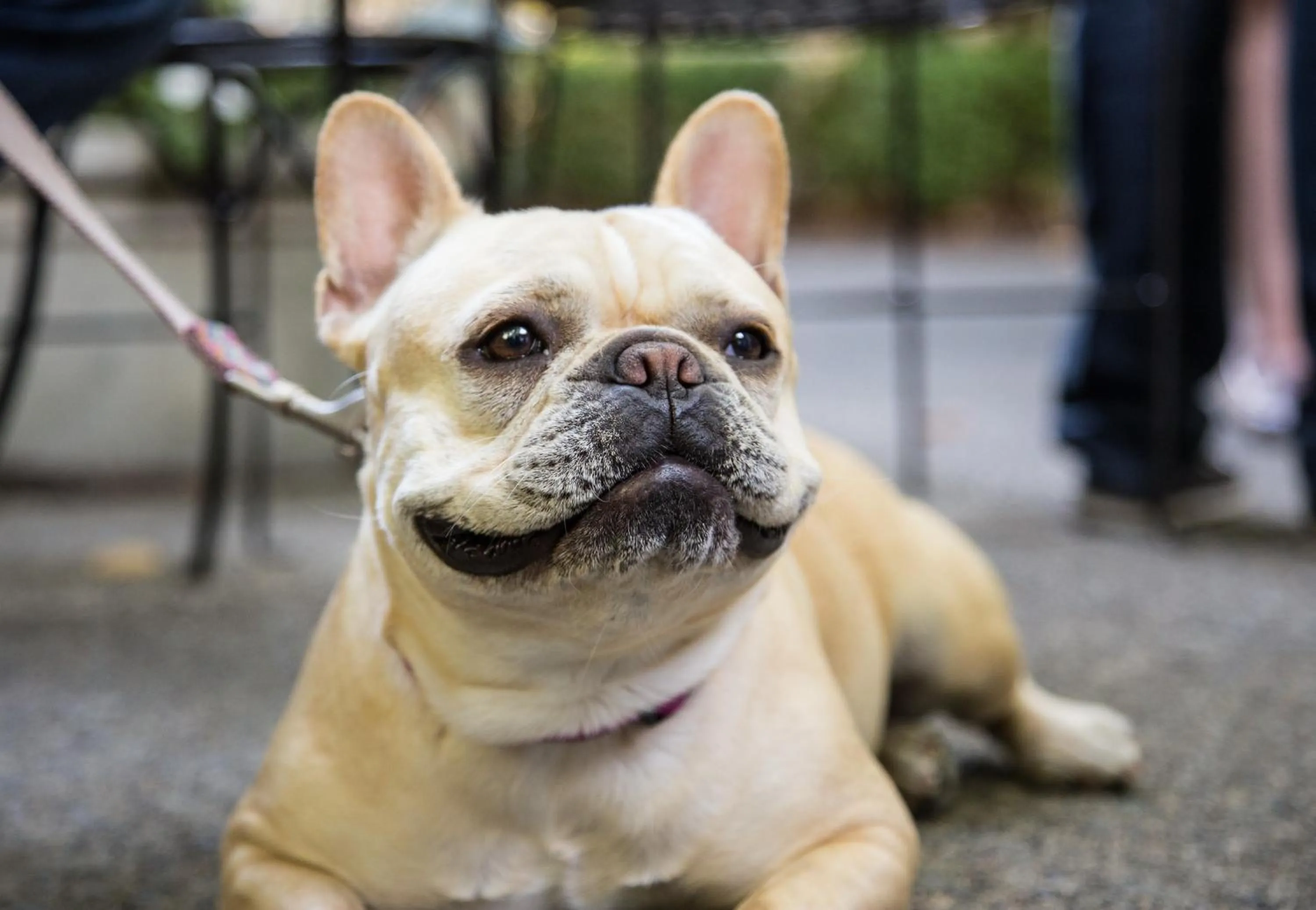 Animals in Cottage Grove Inn