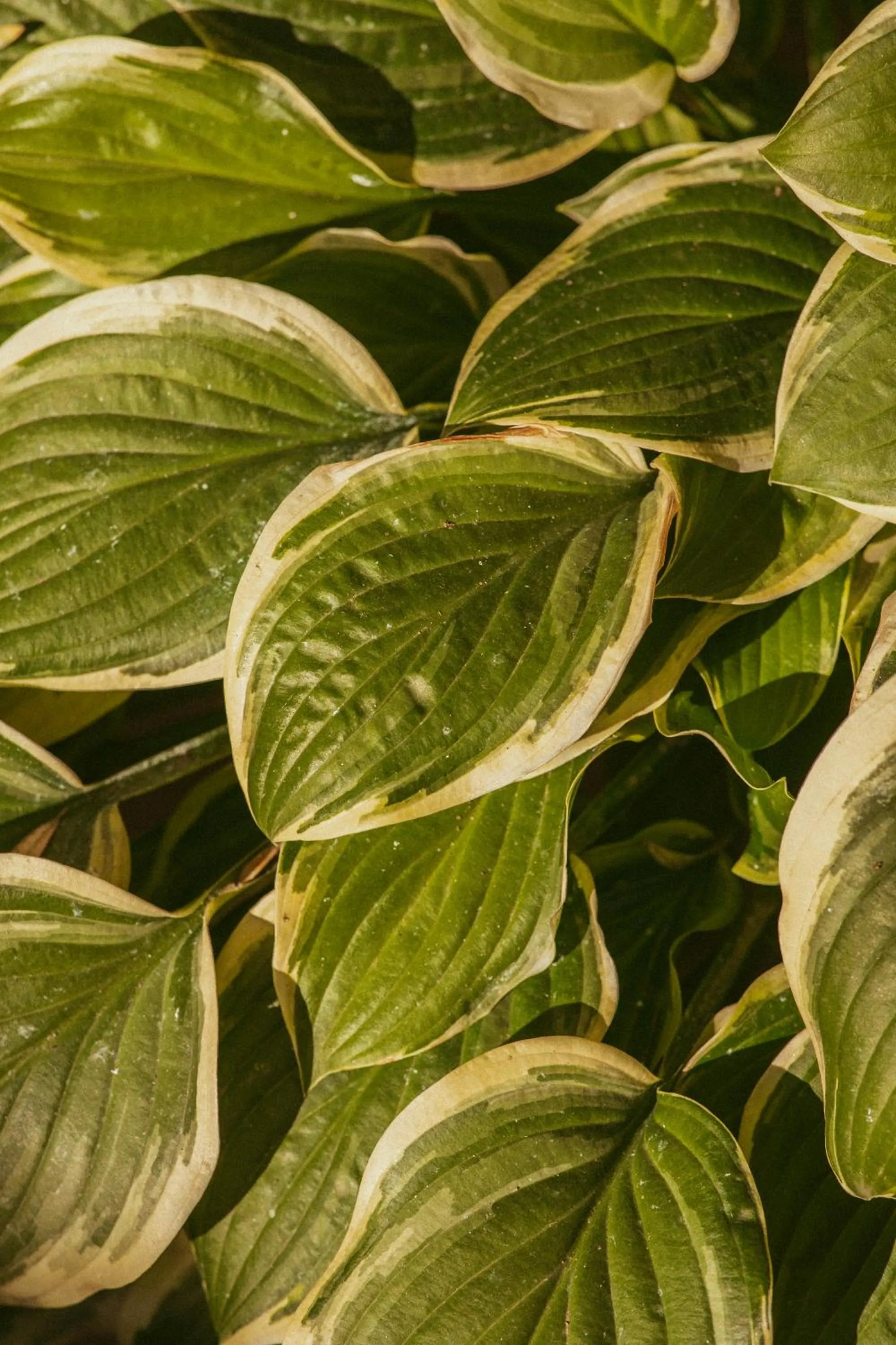 Garden in Electra Hotel