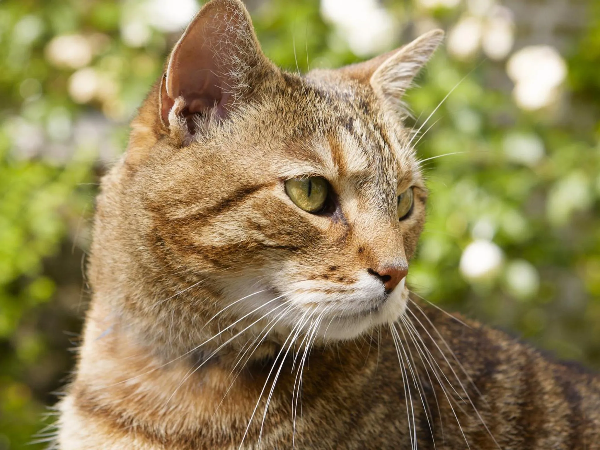 Pets in B&B Alphabet - Luxury Guesthouse and Art Gallery