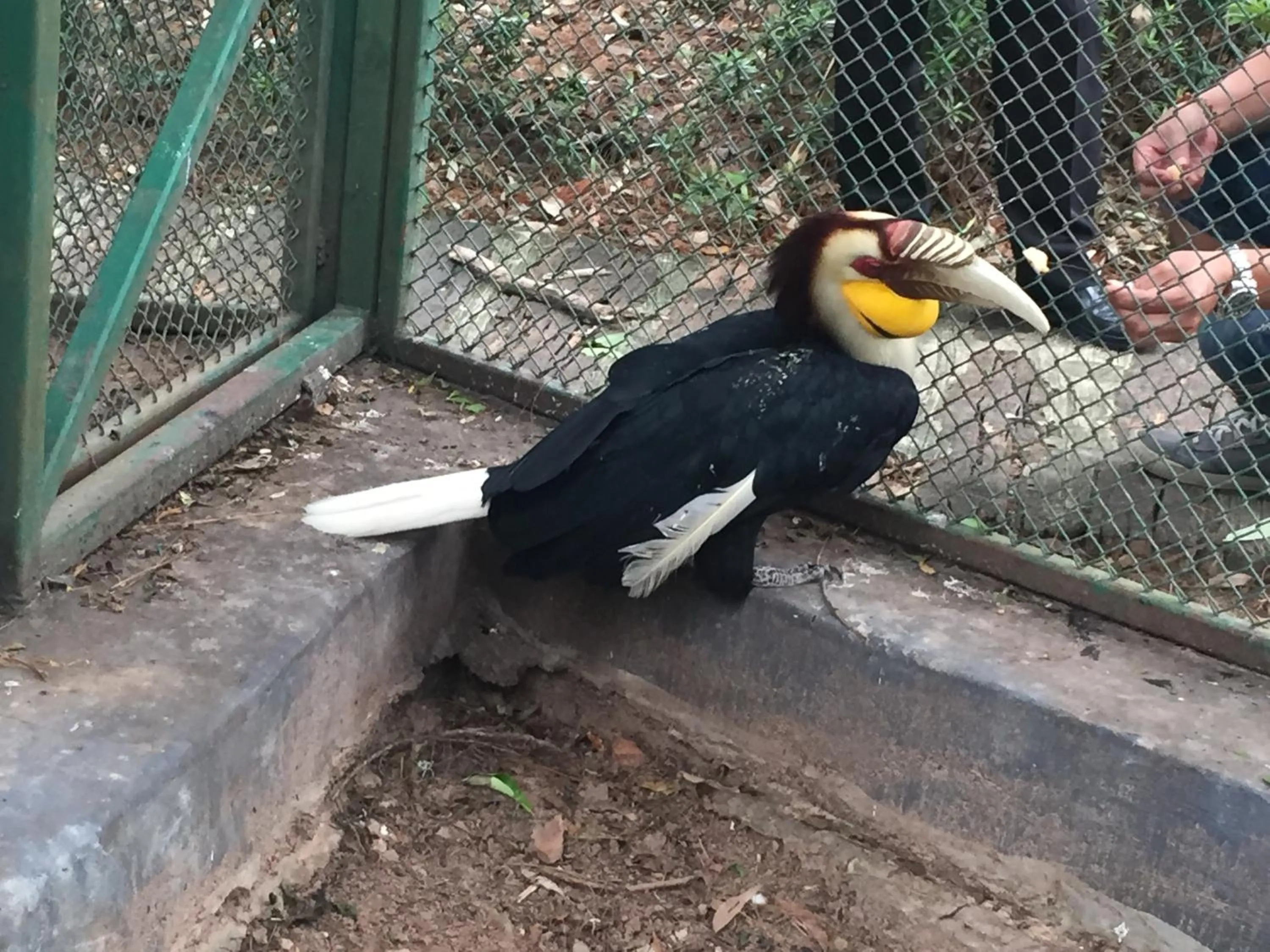 Animals in Phu Pha Nam Resort