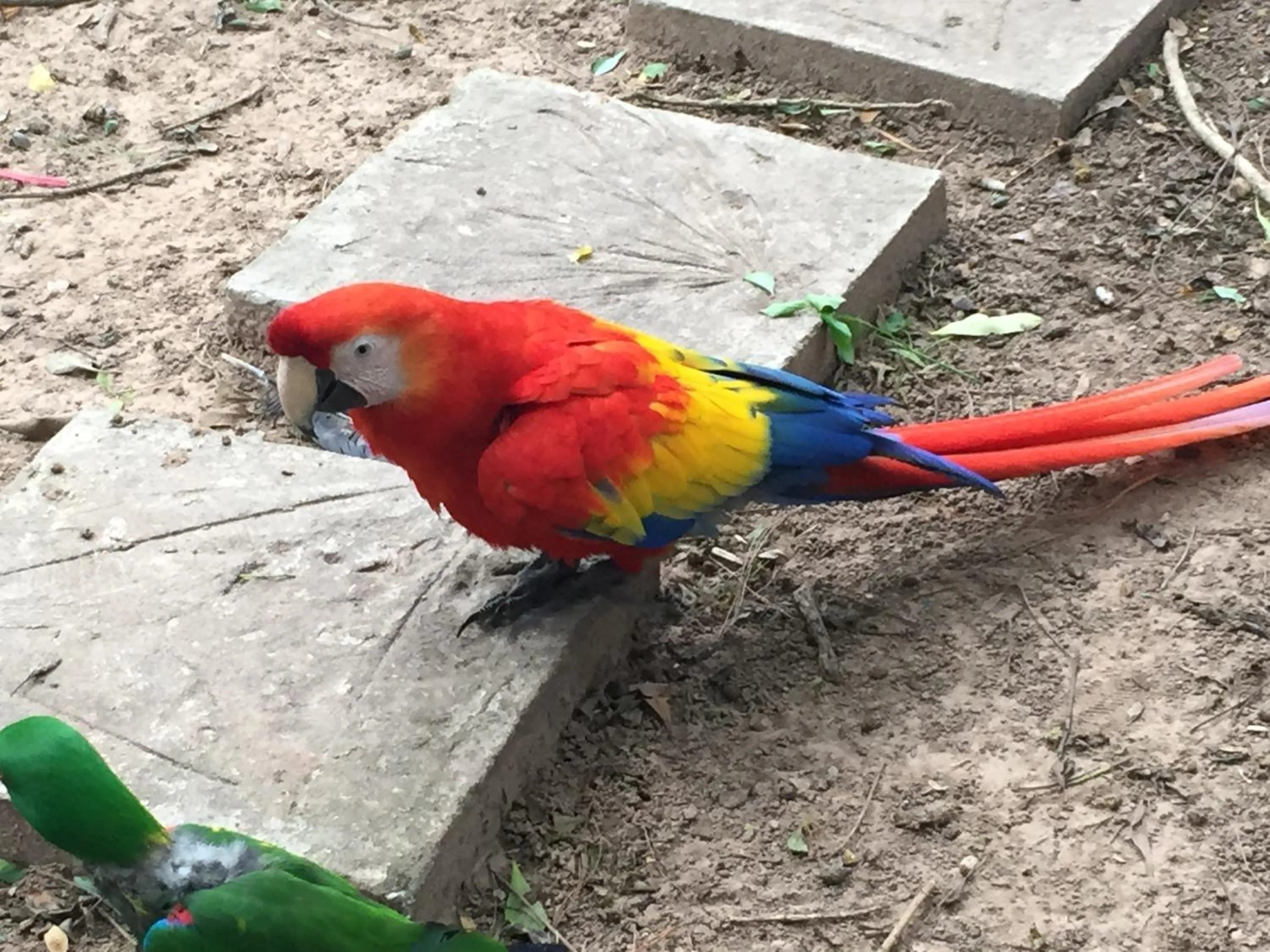 Animals in Phu Pha Nam Resort