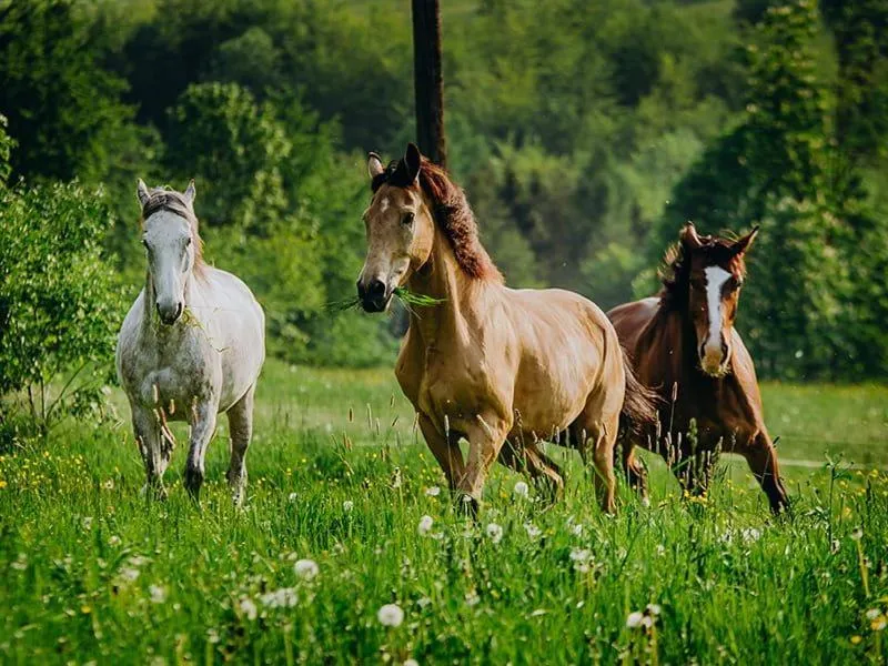 Horse-riding in Hotel Klaudia
