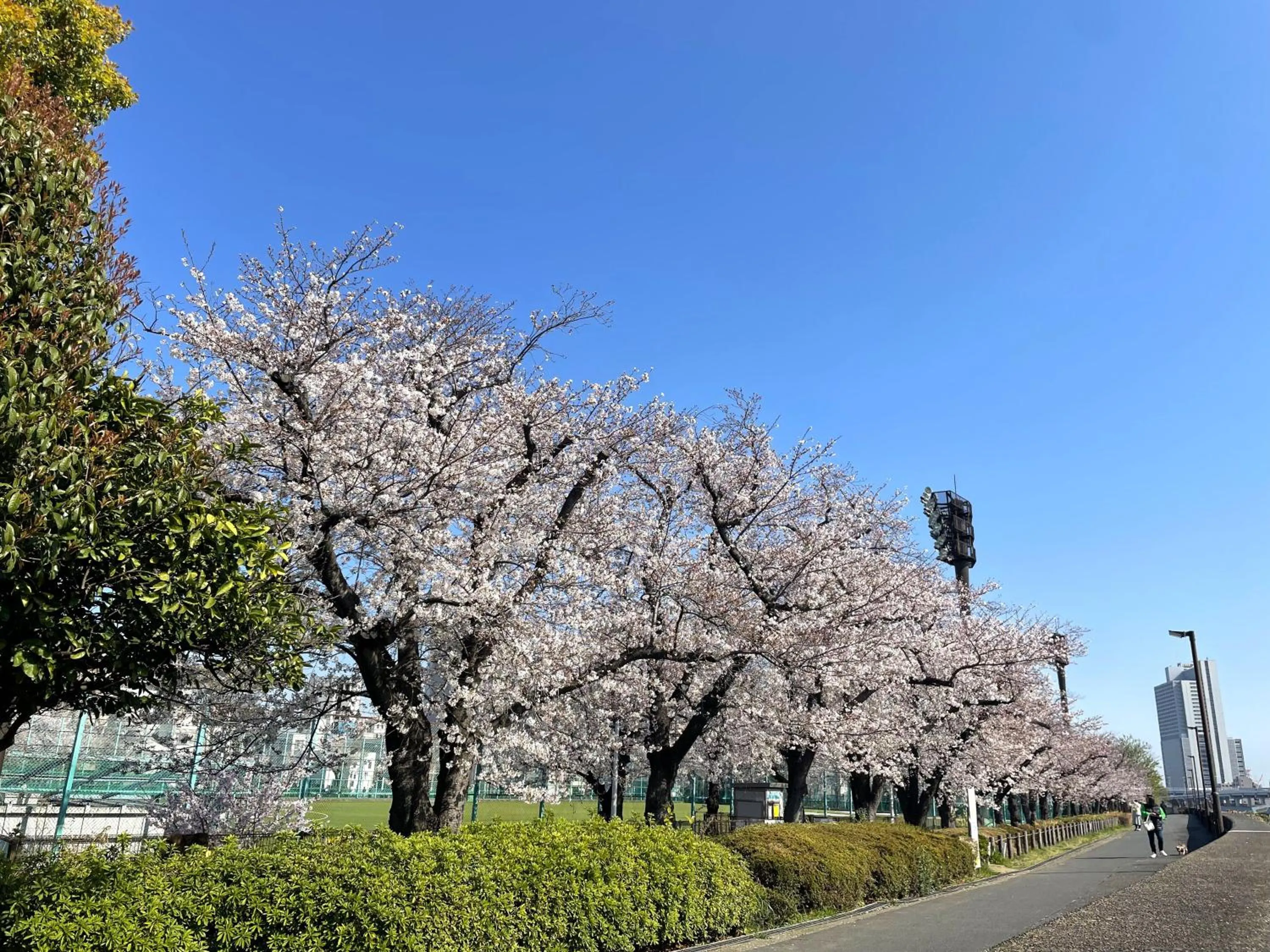 Nearby landmark in HOTEL AMANEK Asakusa Sakurabashi