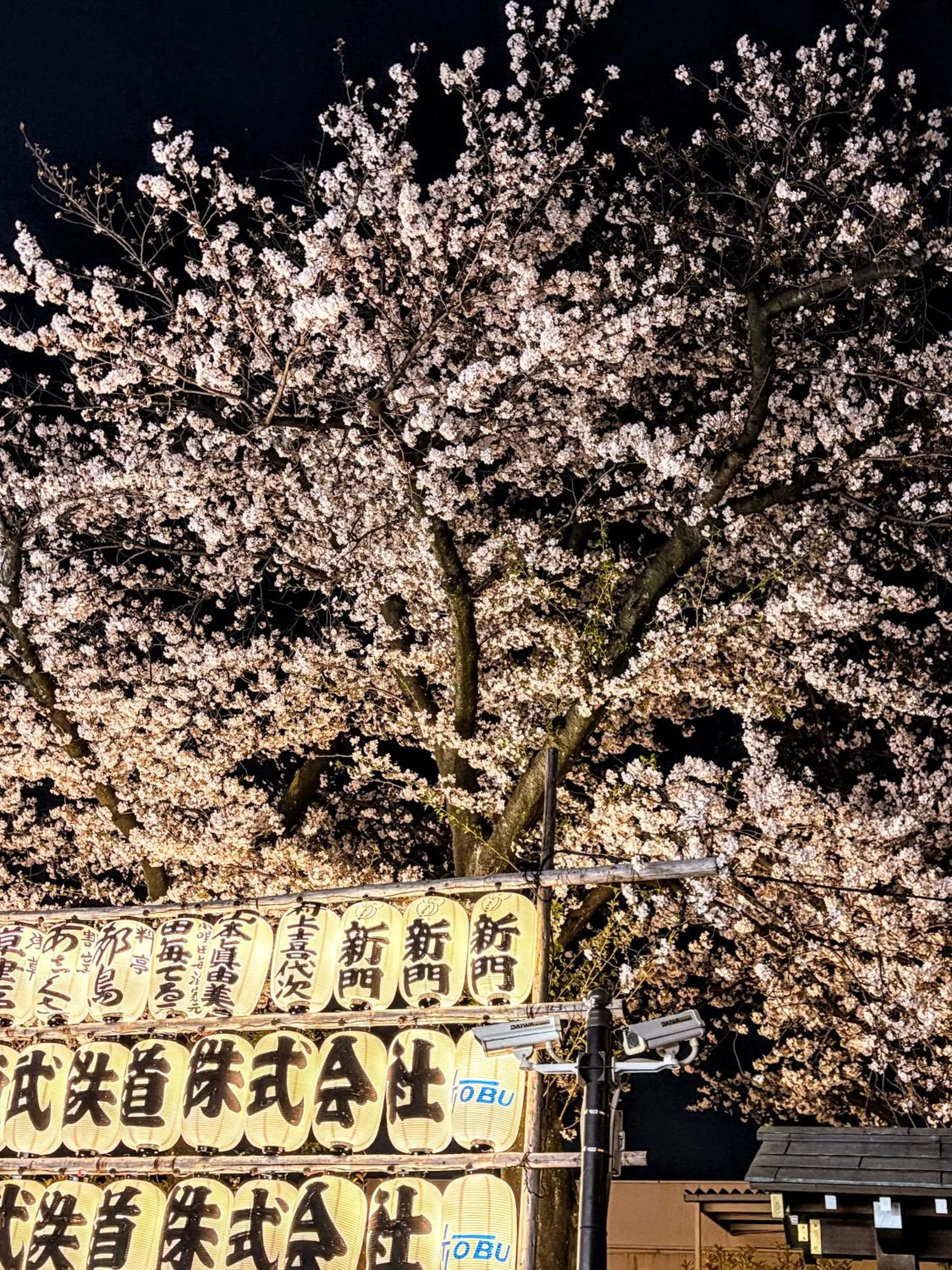 Spring in HOTEL AMANEK Asakusa Sakurabashi