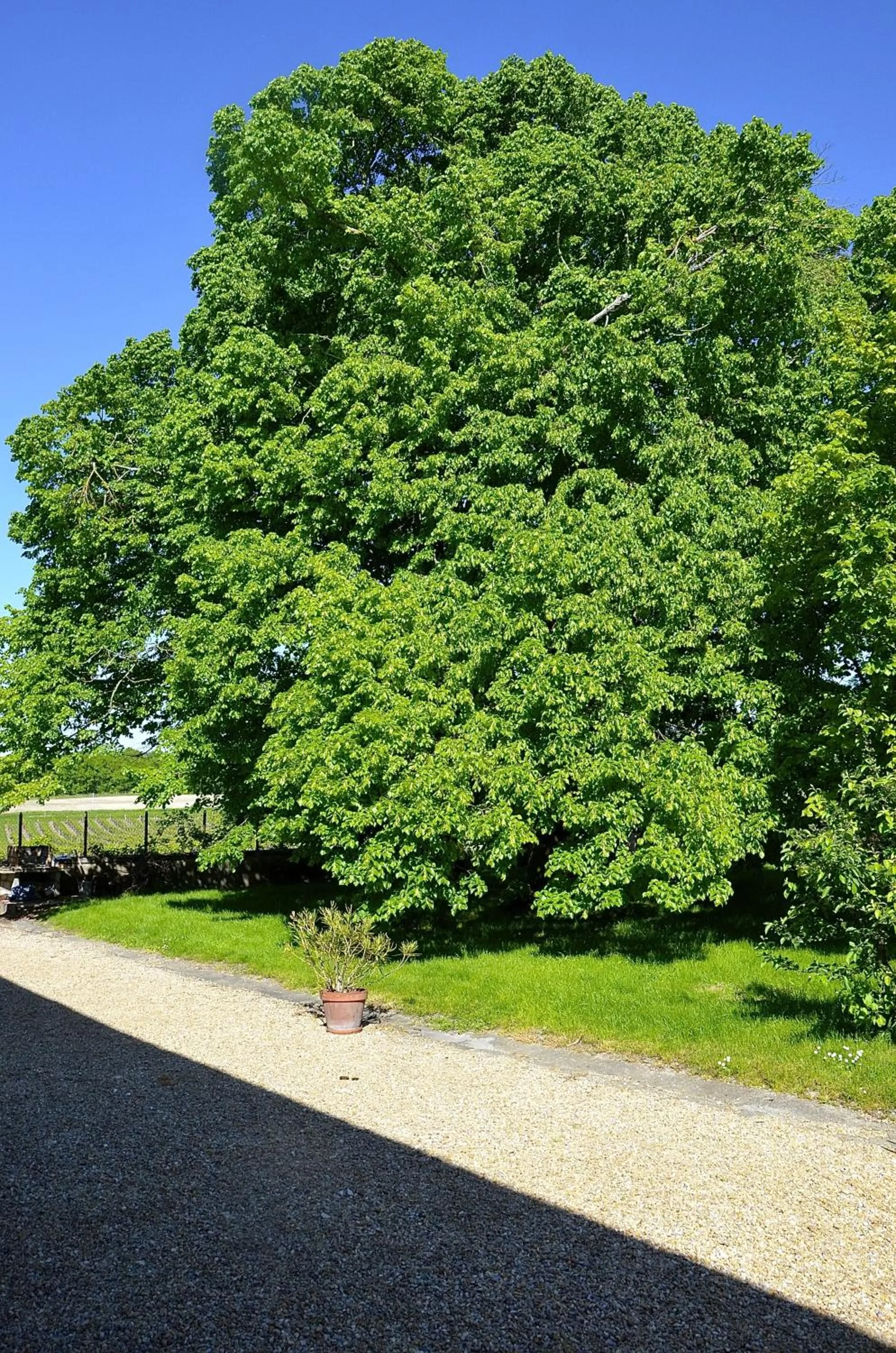 Garden in Le Vieux Noyer