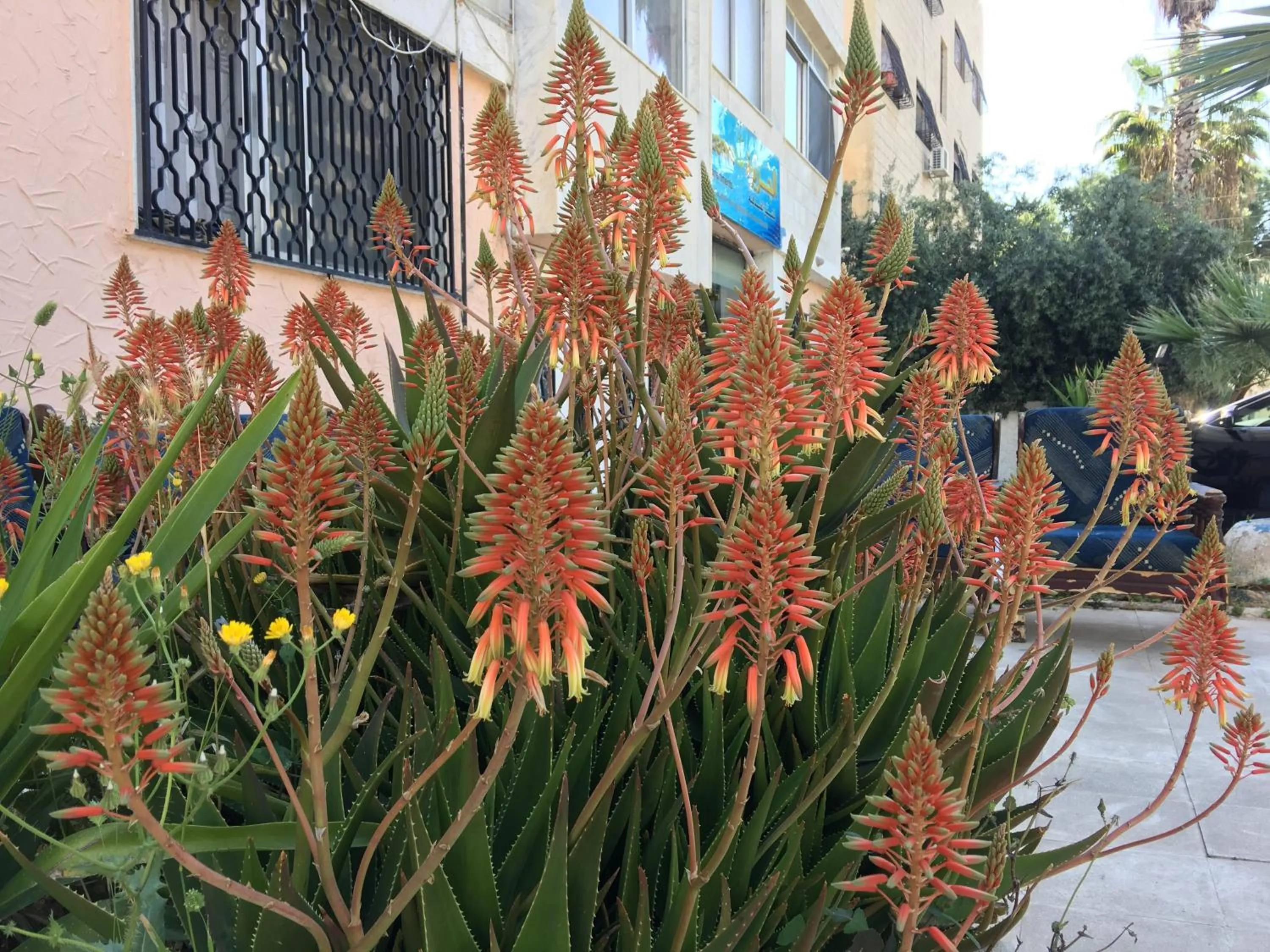 Garden in Aljazeera Hotel Apartments