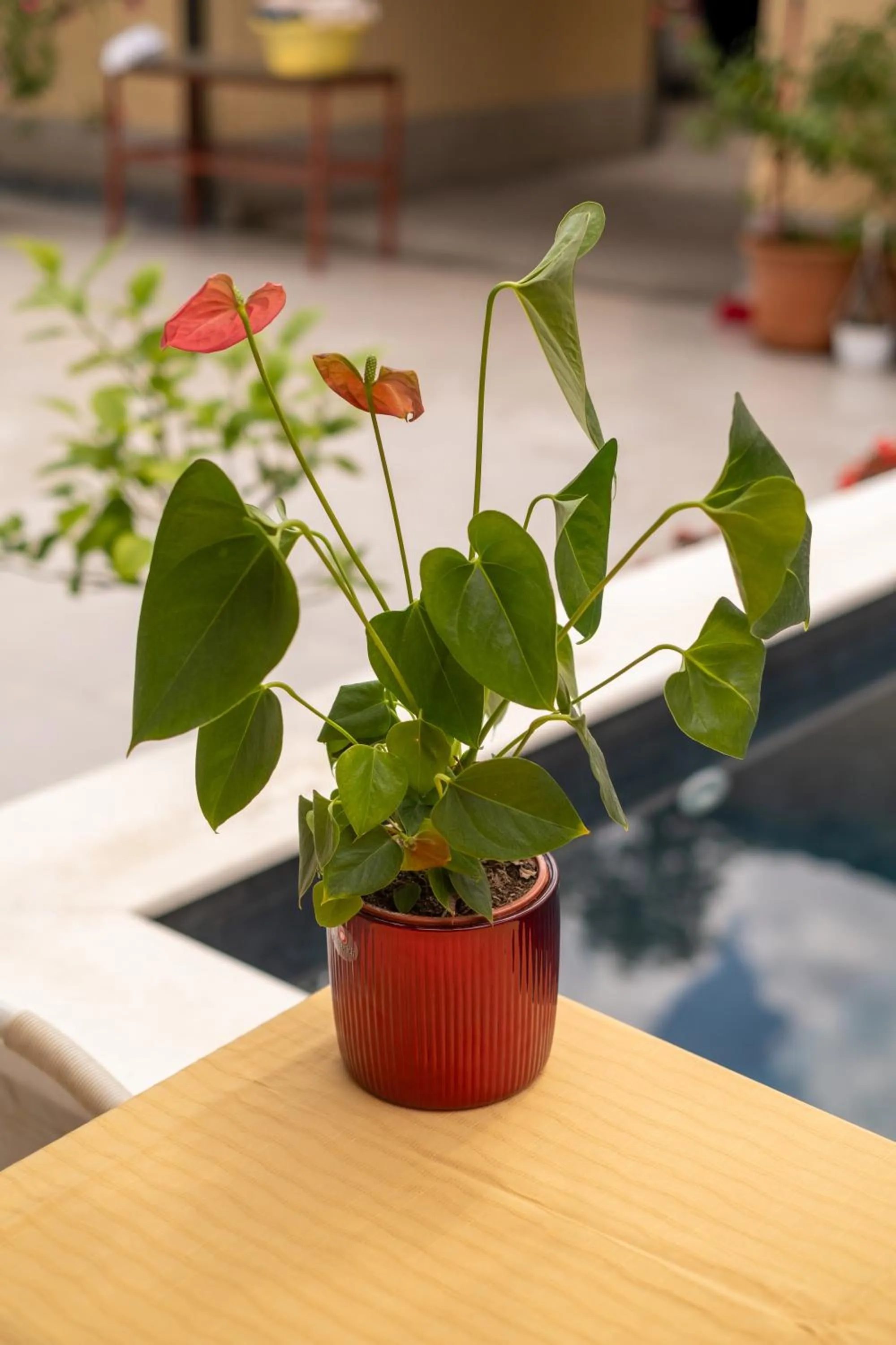 Garden view in Guesthouse Rose