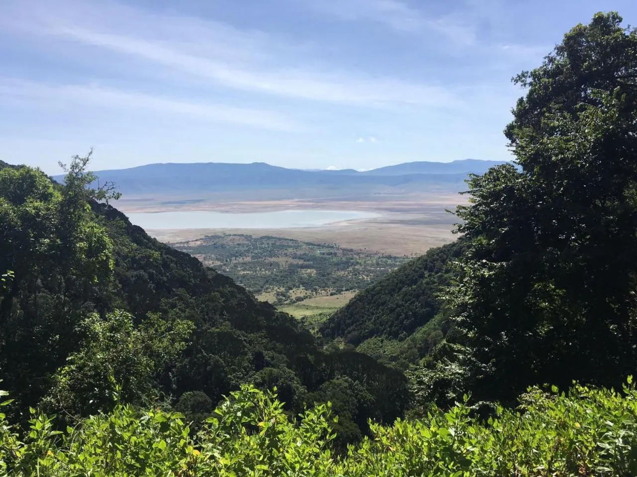 Animals in Florida Executive Inn