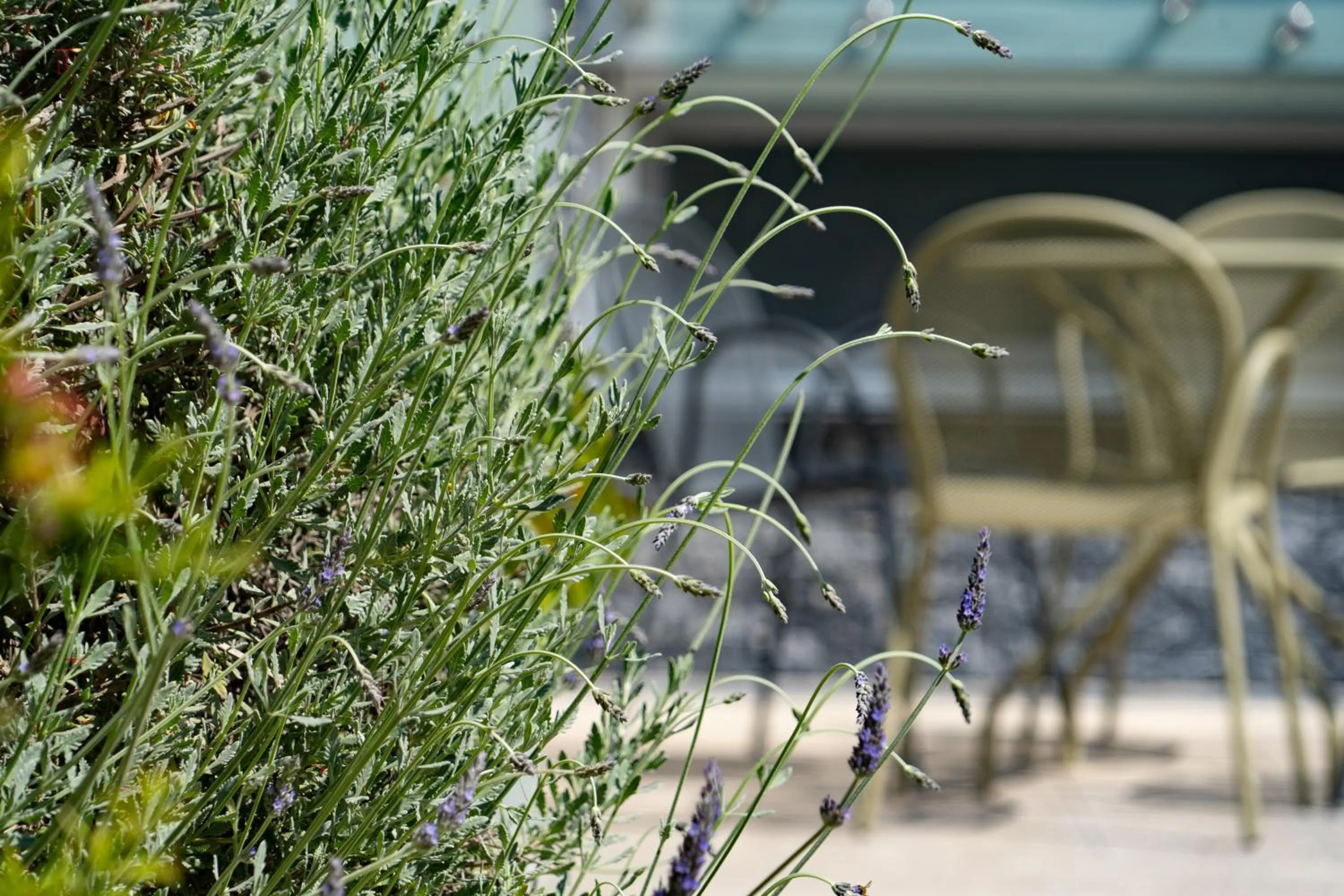 Edem Luxury Apartments