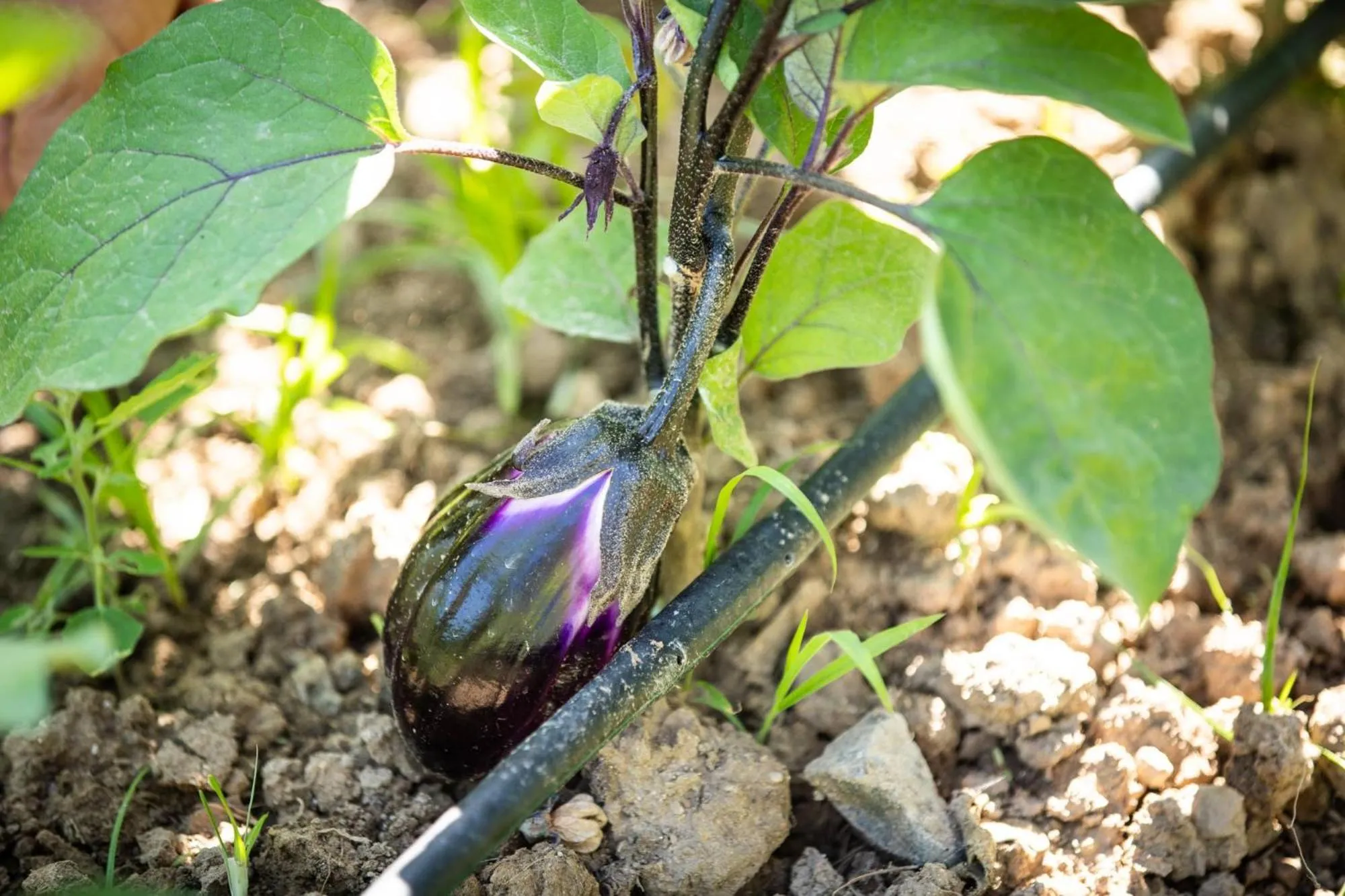 Garden in Villa Ginevra Resort Agrituristico