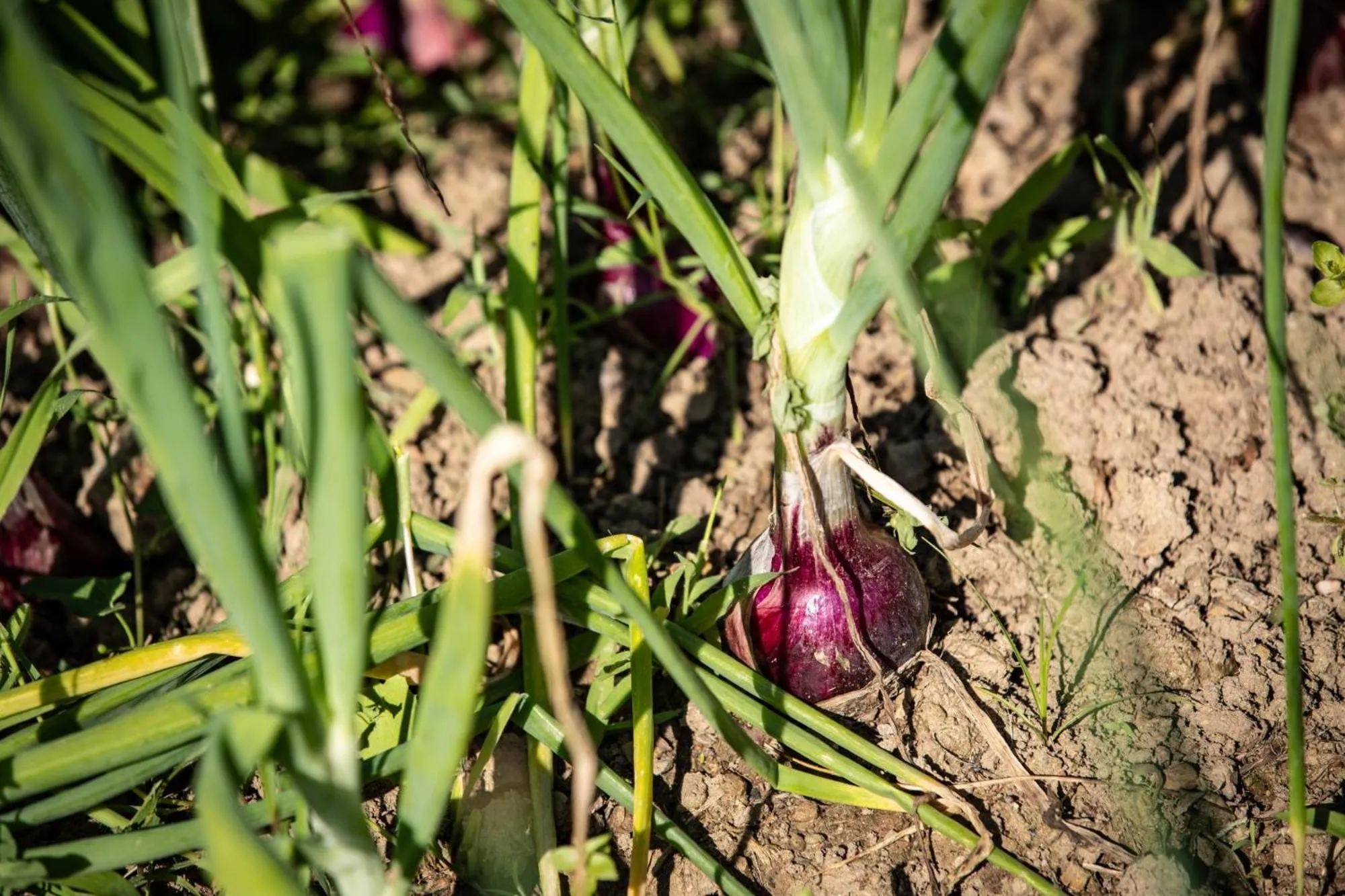 Garden in Villa Ginevra Resort Agrituristico