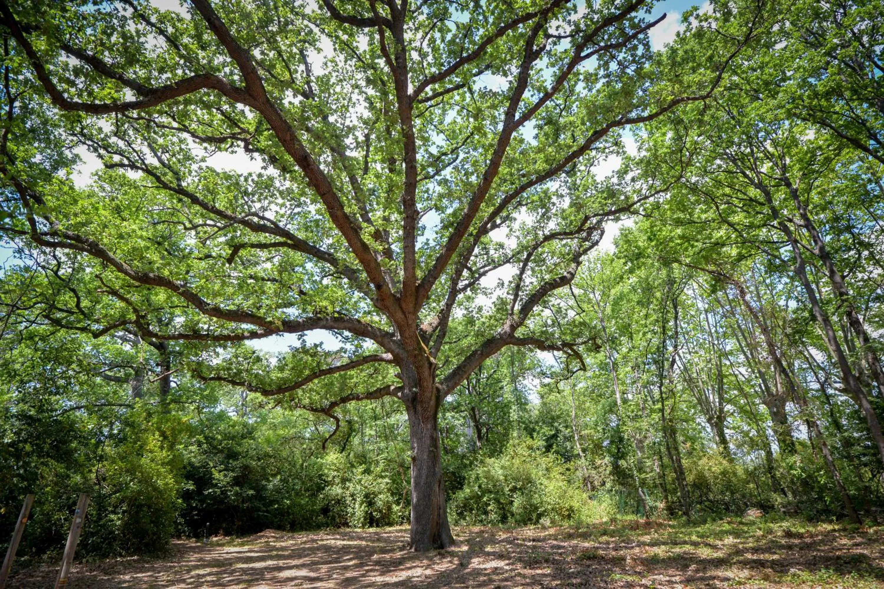 Garden in La Résidence du Château de Jouarres