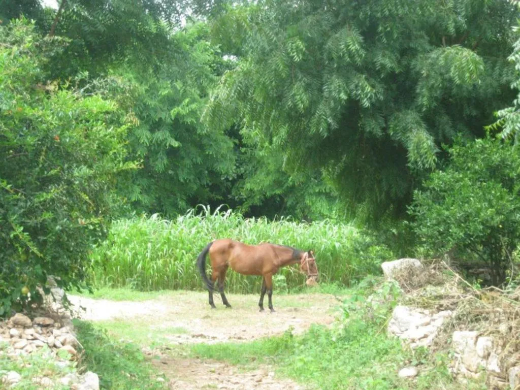 Pets in Krishna Ranch