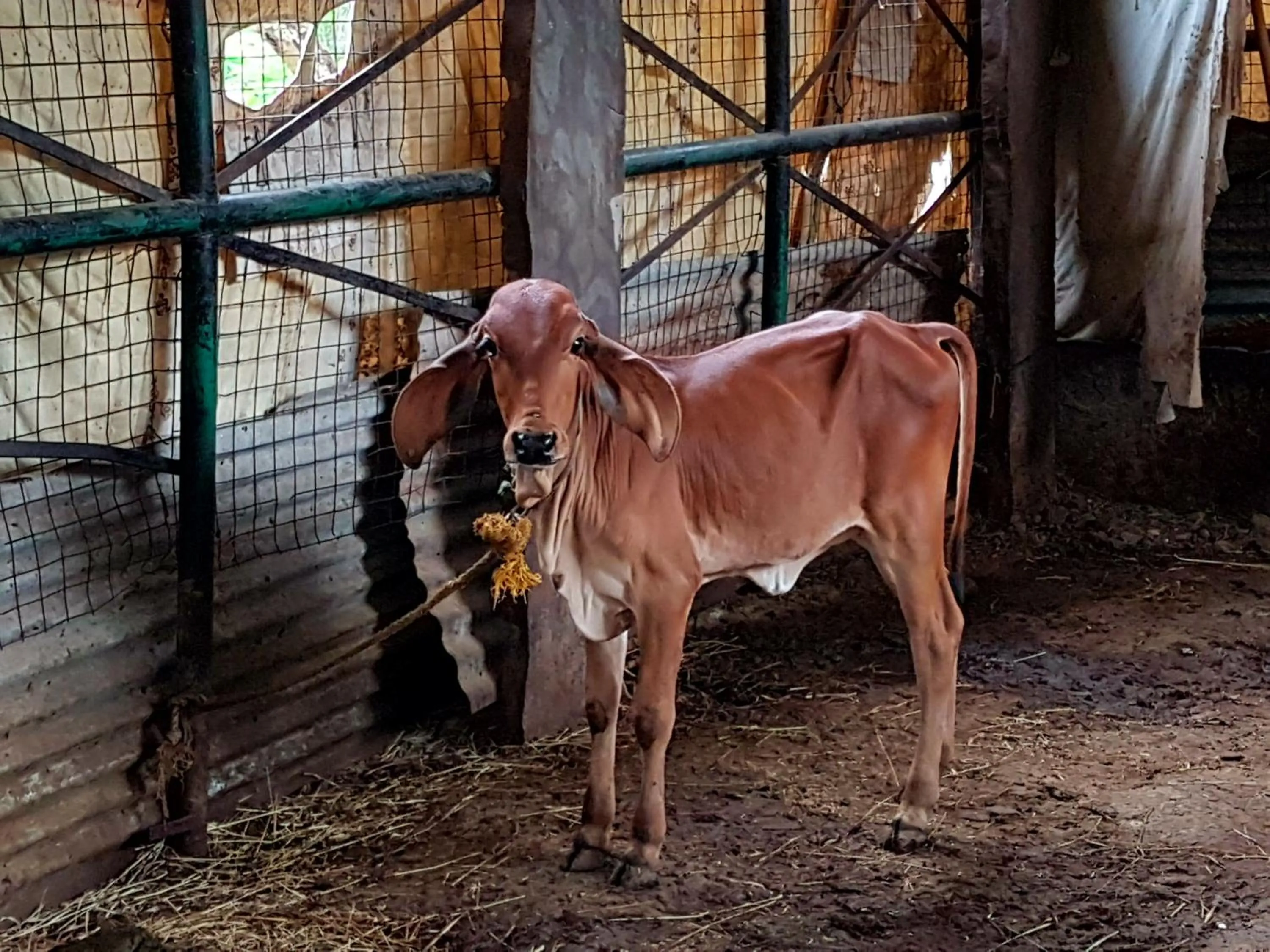 Krishna Ranch