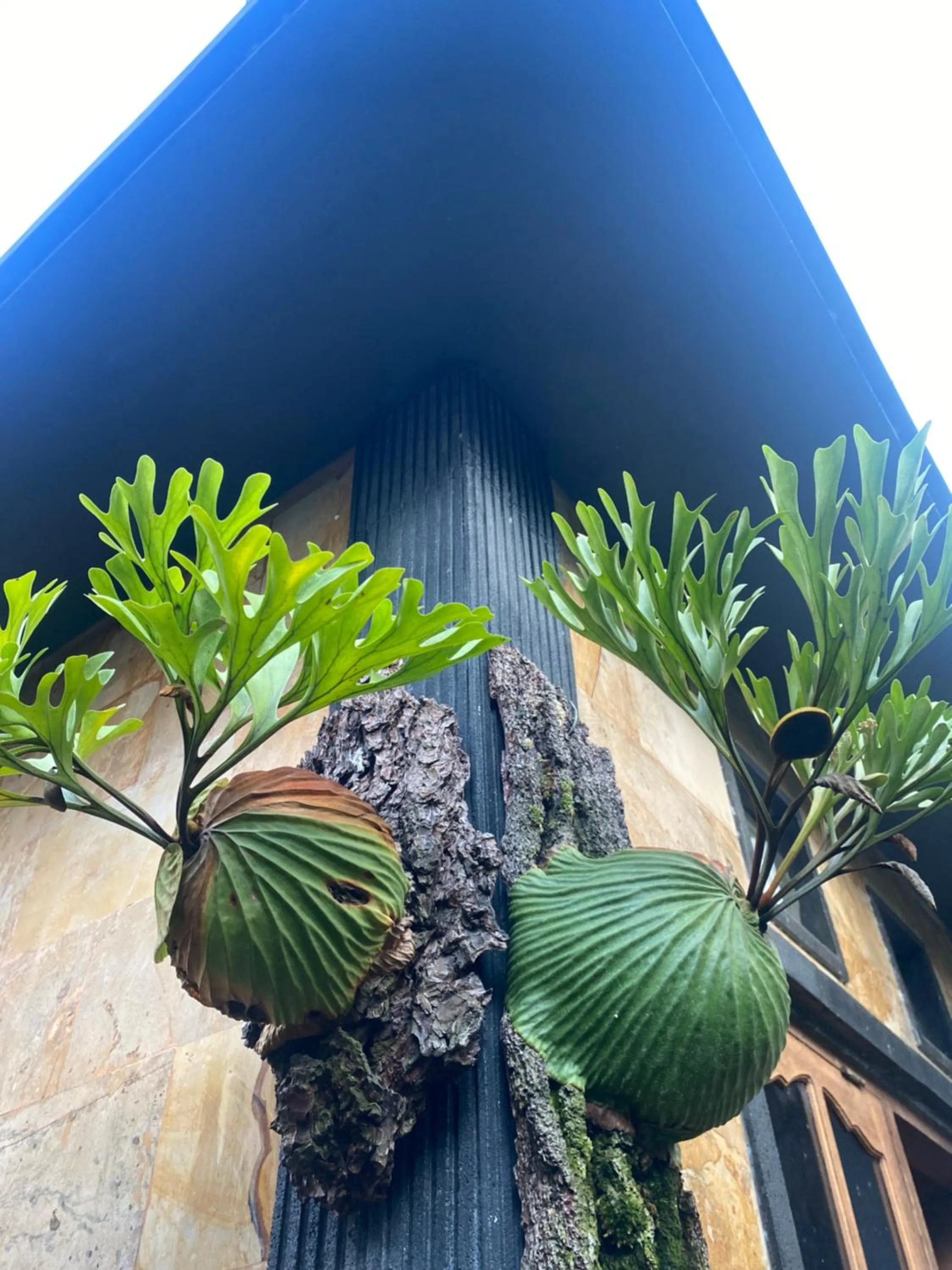 Suryadina Guest House