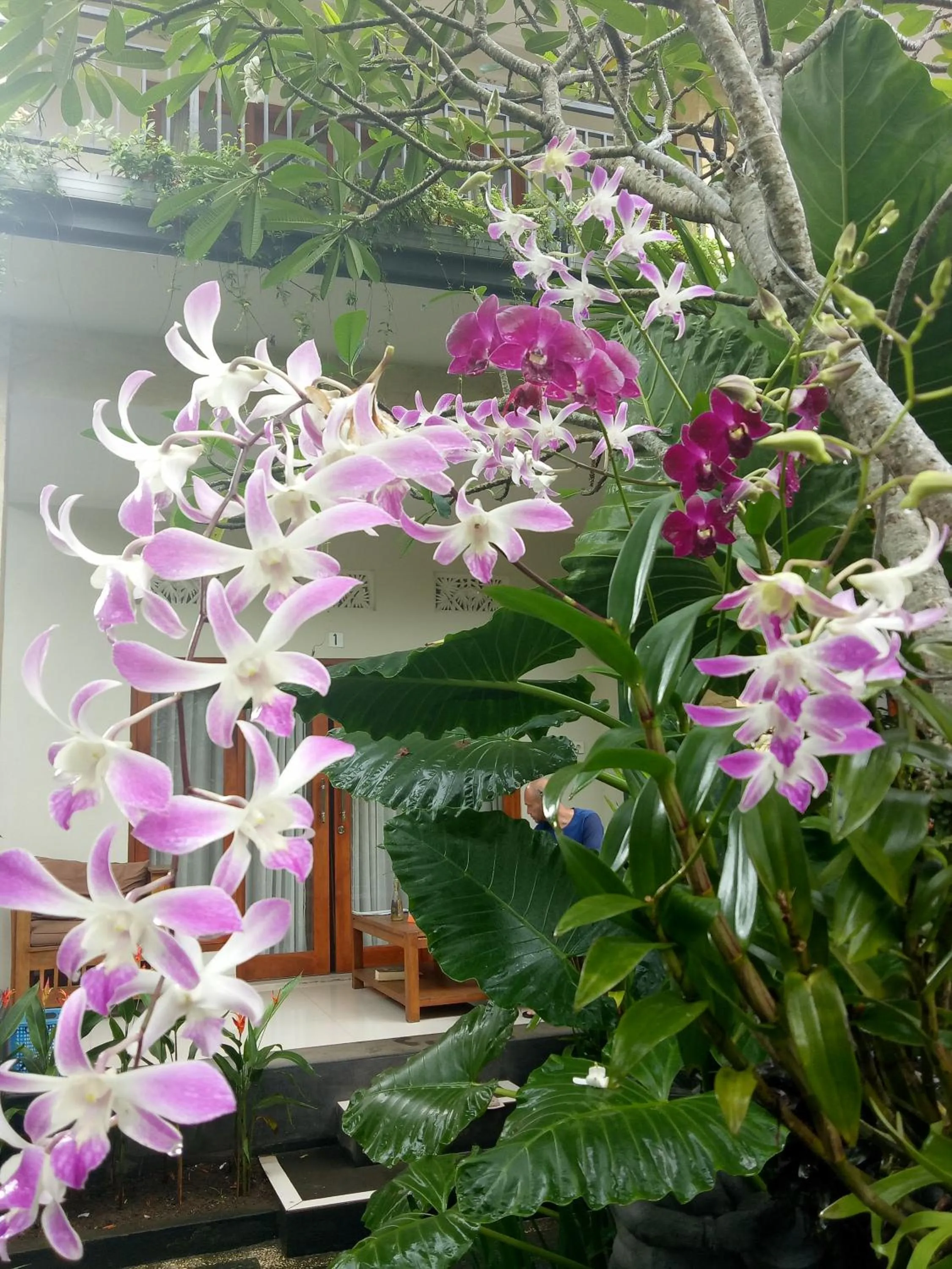 Garden view in Suryadina Guest House