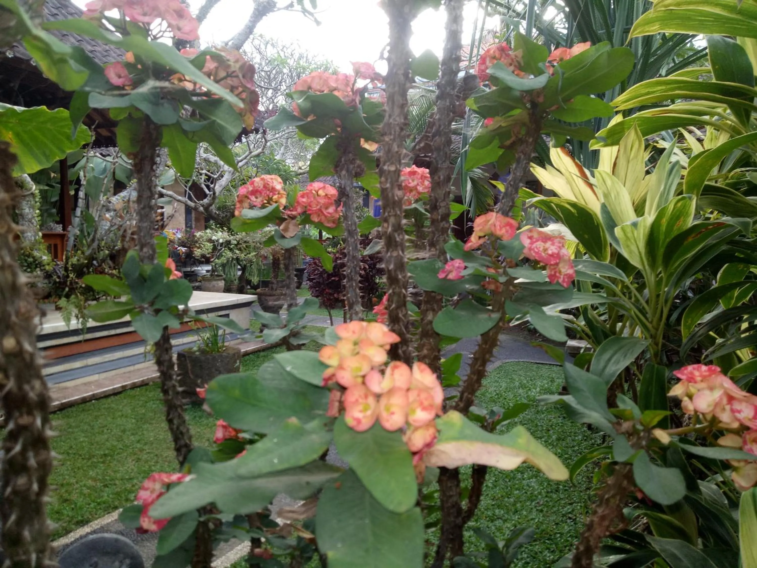 Suryadina Guest House