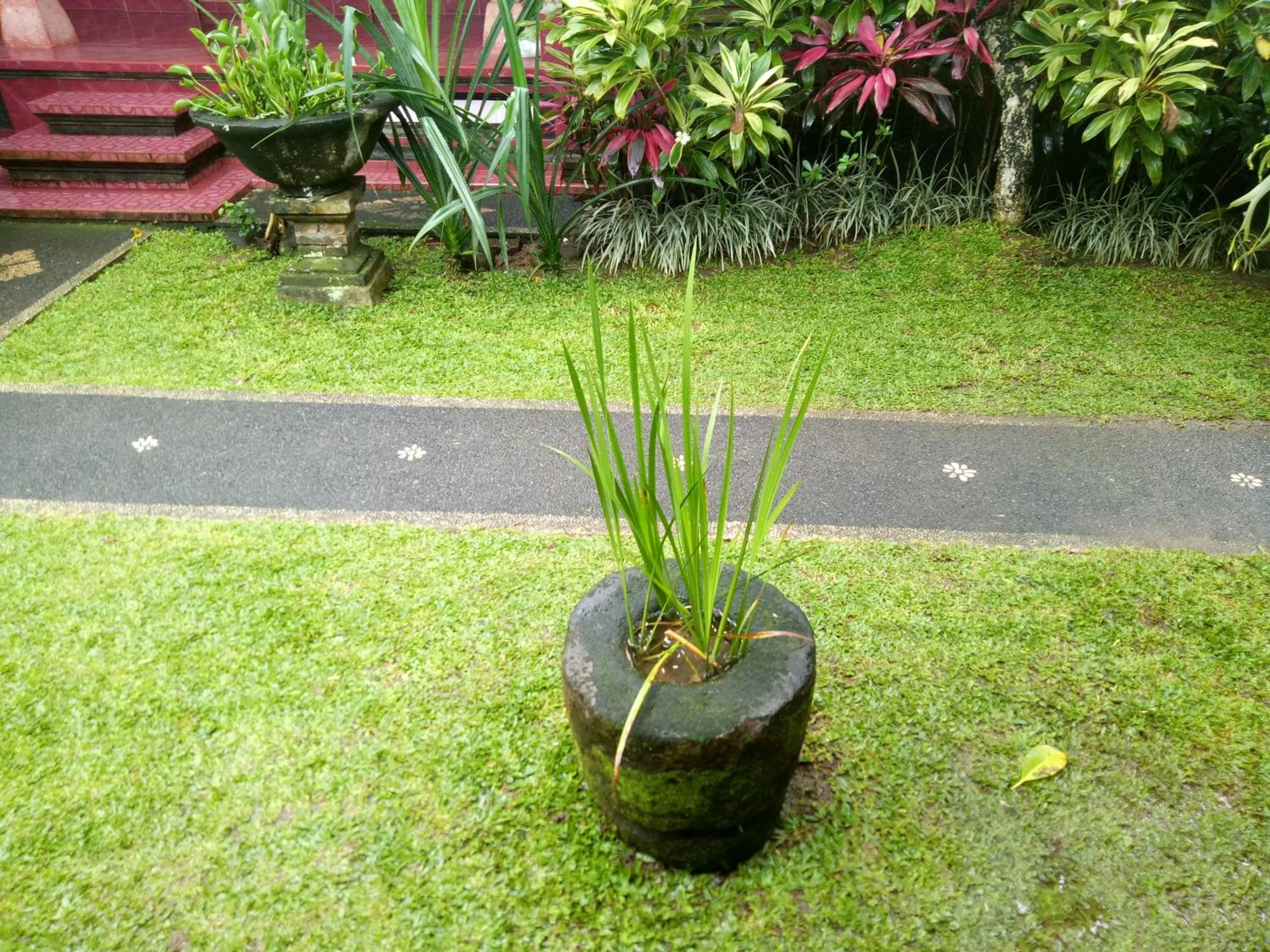 Garden in Suryadina Guest House