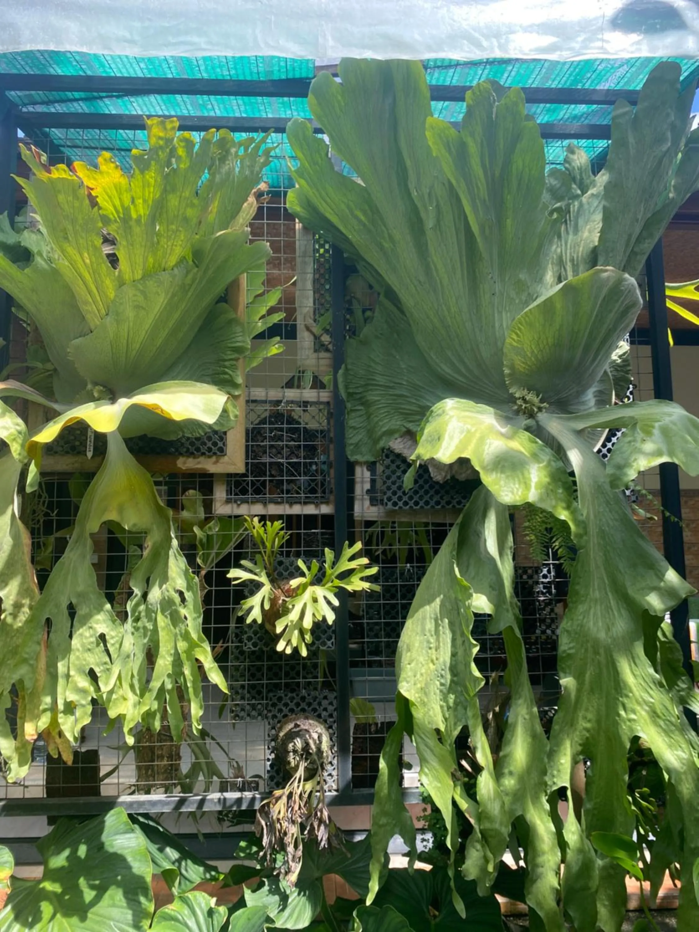 Suryadina Guest House