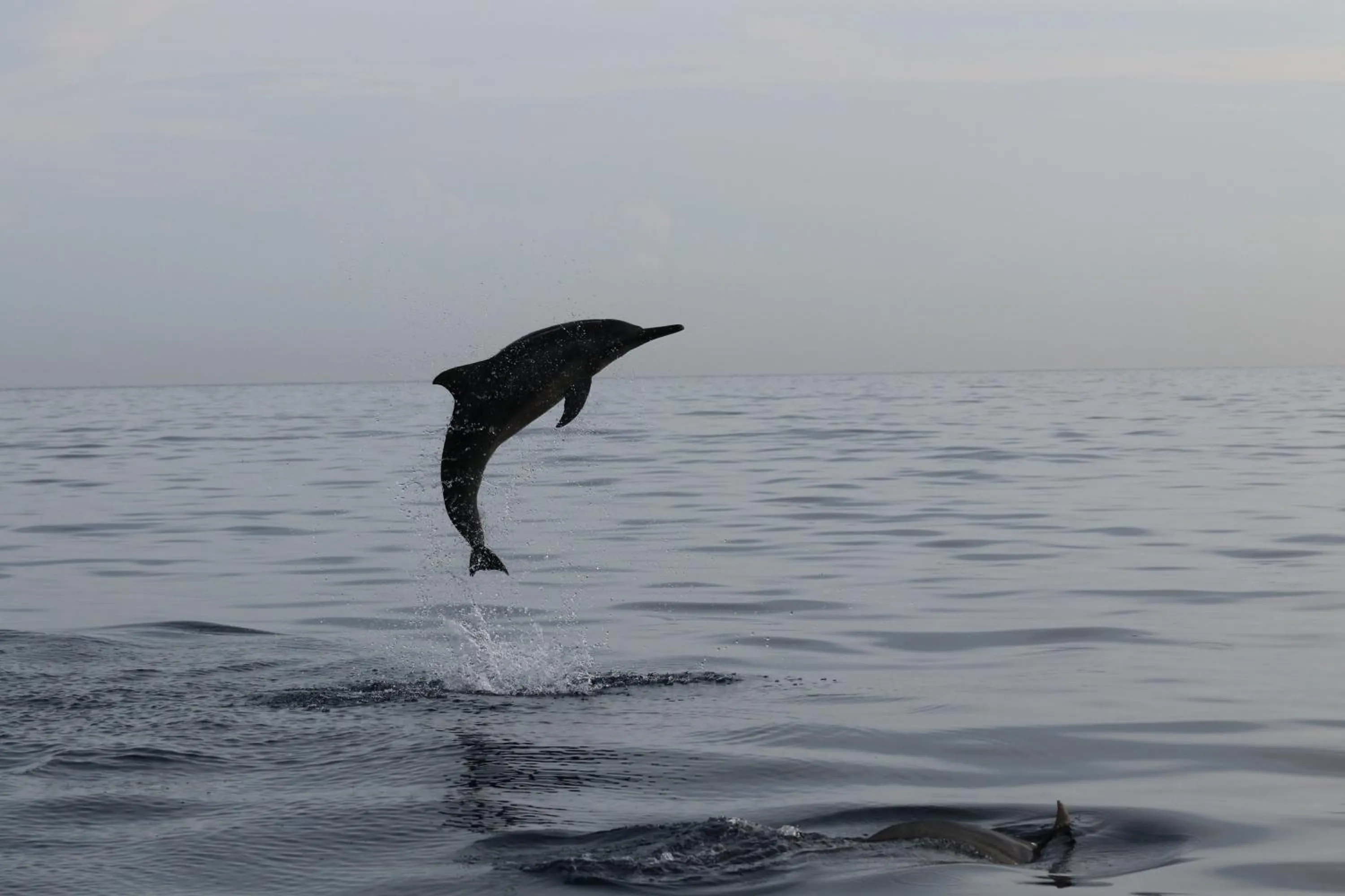 Animals in Alamanda Lovina Resort