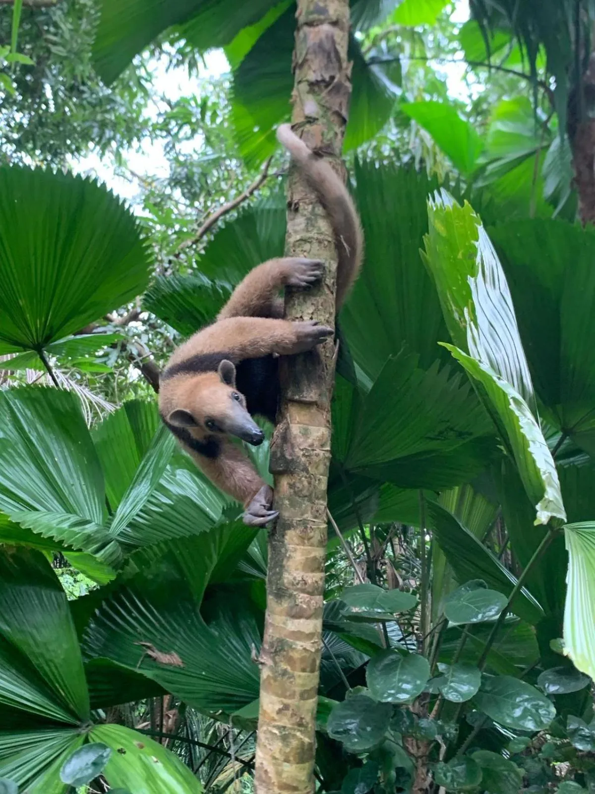 Animals in Hotel Villas de la Selva
