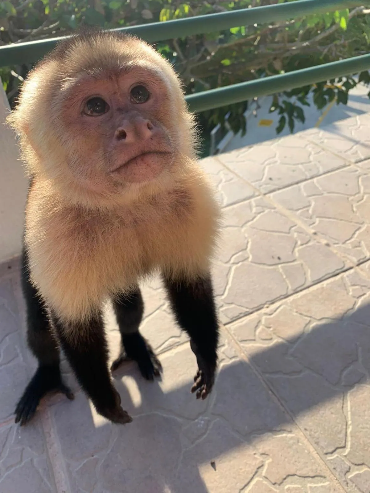 Animals in Hotel Villas de la Selva