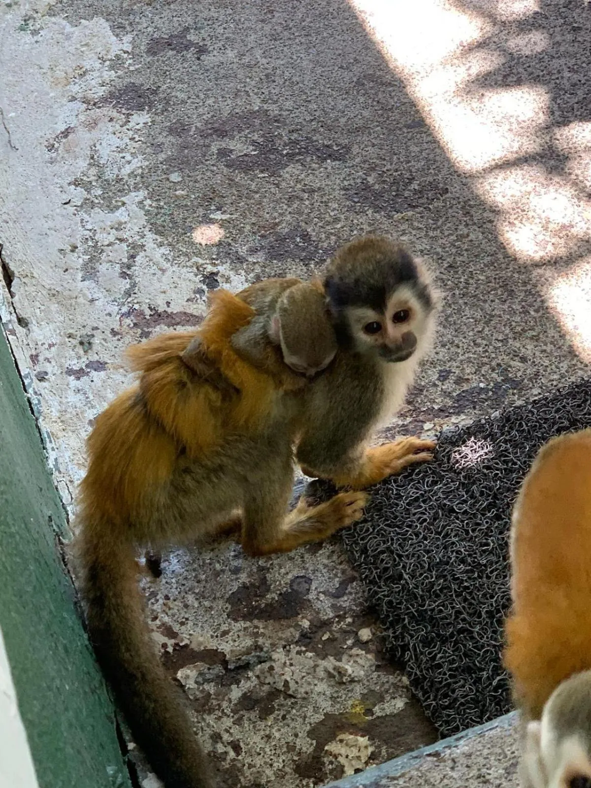 Animals in Hotel Villas de la Selva