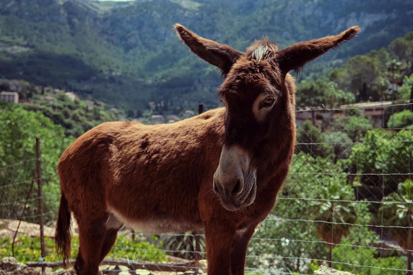 Animals in Es Moli Hotel