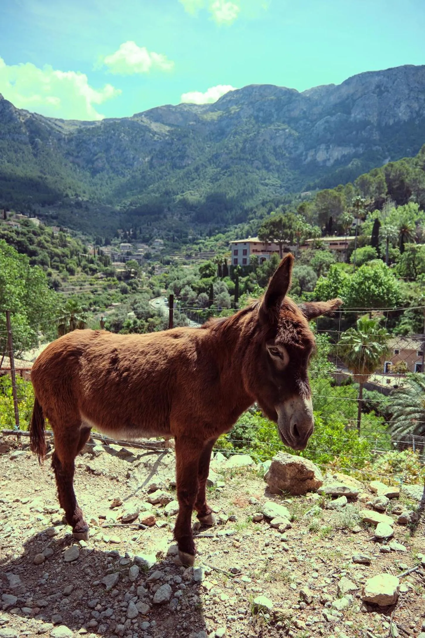 Animals in Es Moli Hotel