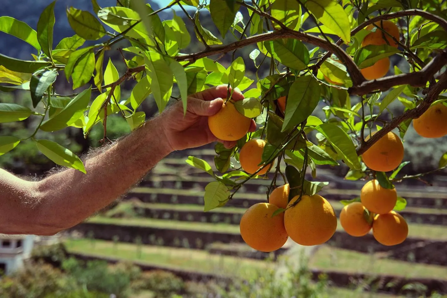 Garden view in Es Moli Hotel
