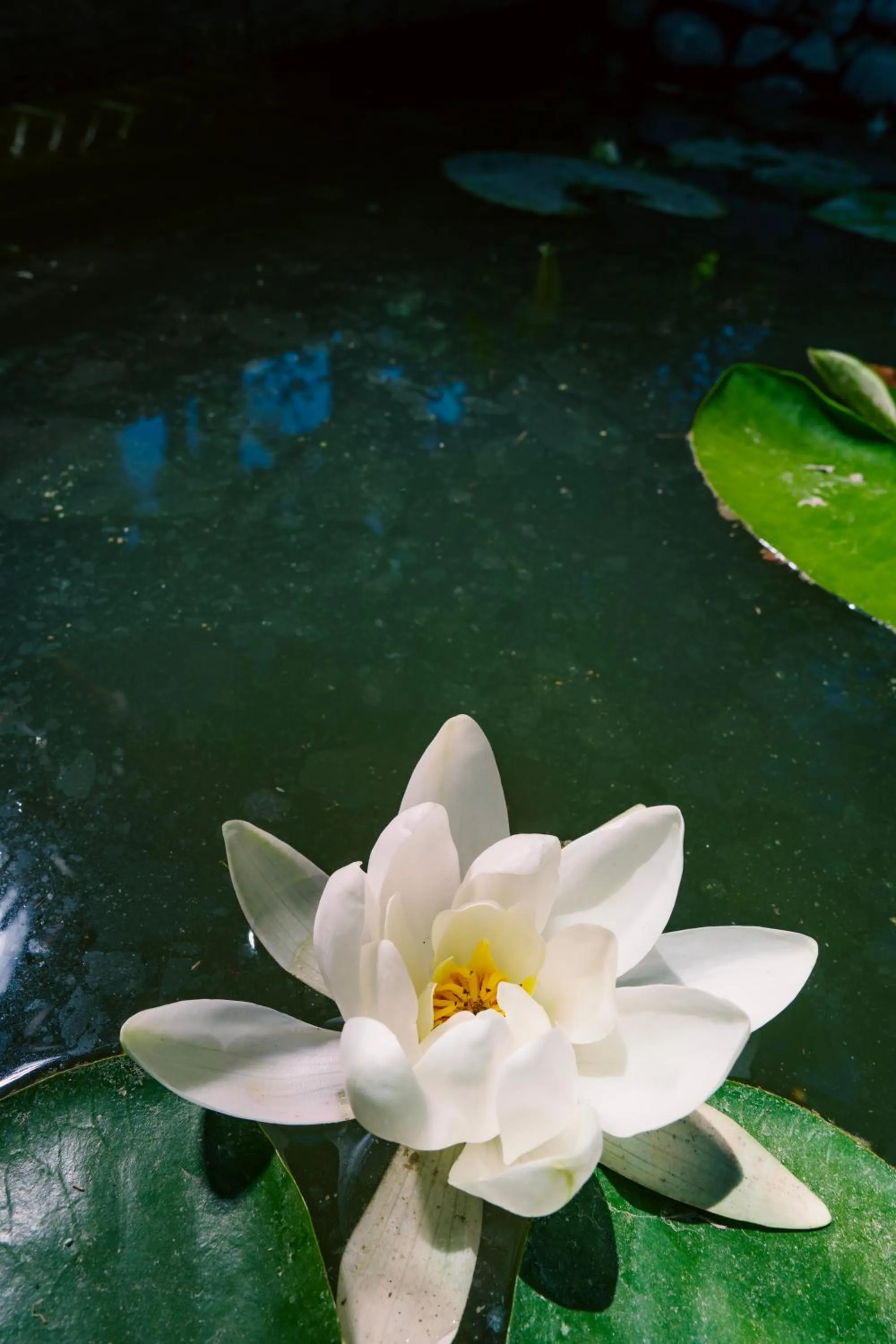 Decorative detail in Layla Gocek Adults only