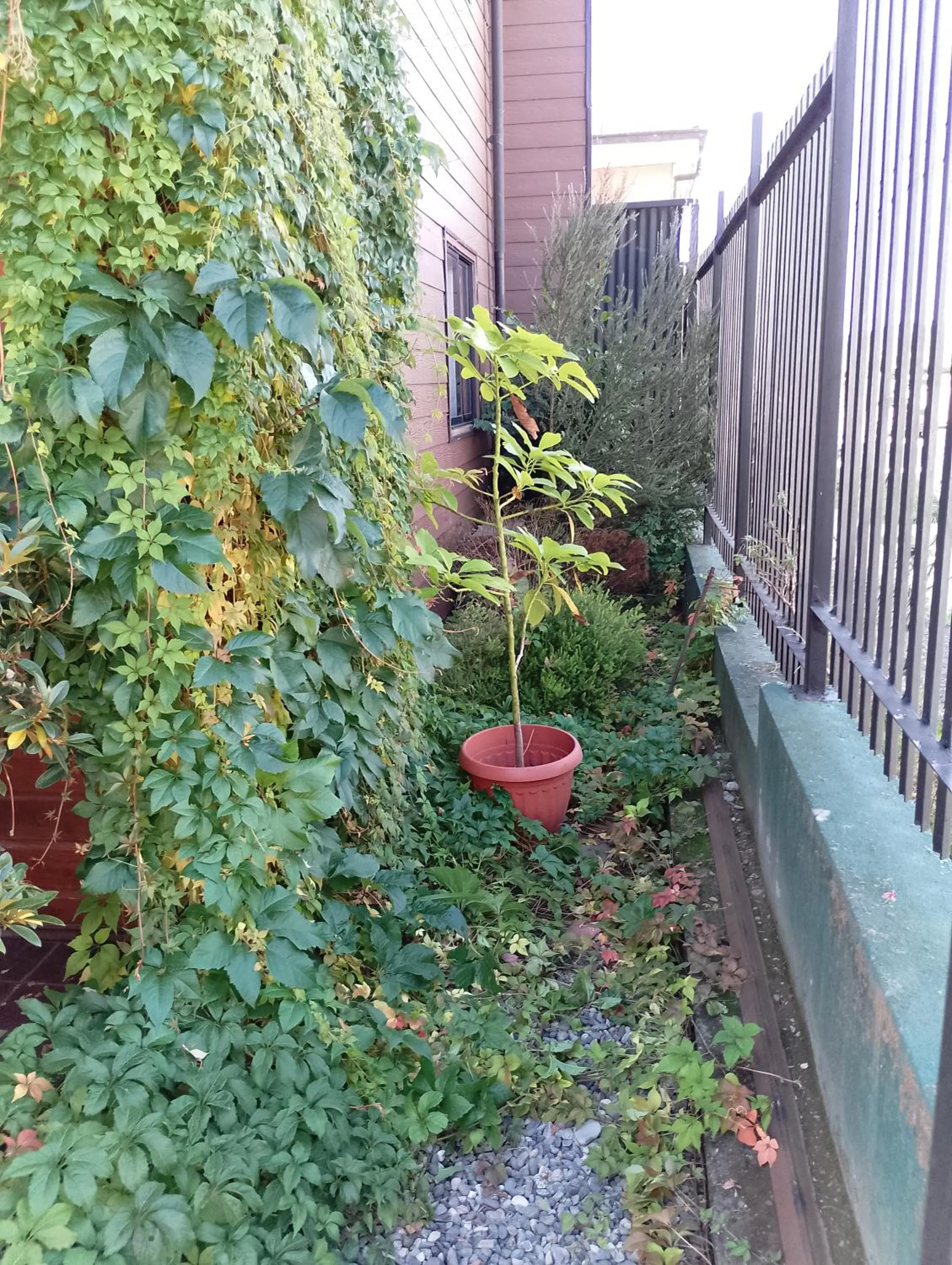 Garden view in Apart-Hotel Colonia-Königsberg UBICADO COSTADO TERMINAL BUSES, RÍO CALLE CALLE CARABINEROS DEPARTAMENTOS COMPLETOS CON AIRE ACONDICIONADO Y ESTACIONAMIENTO
