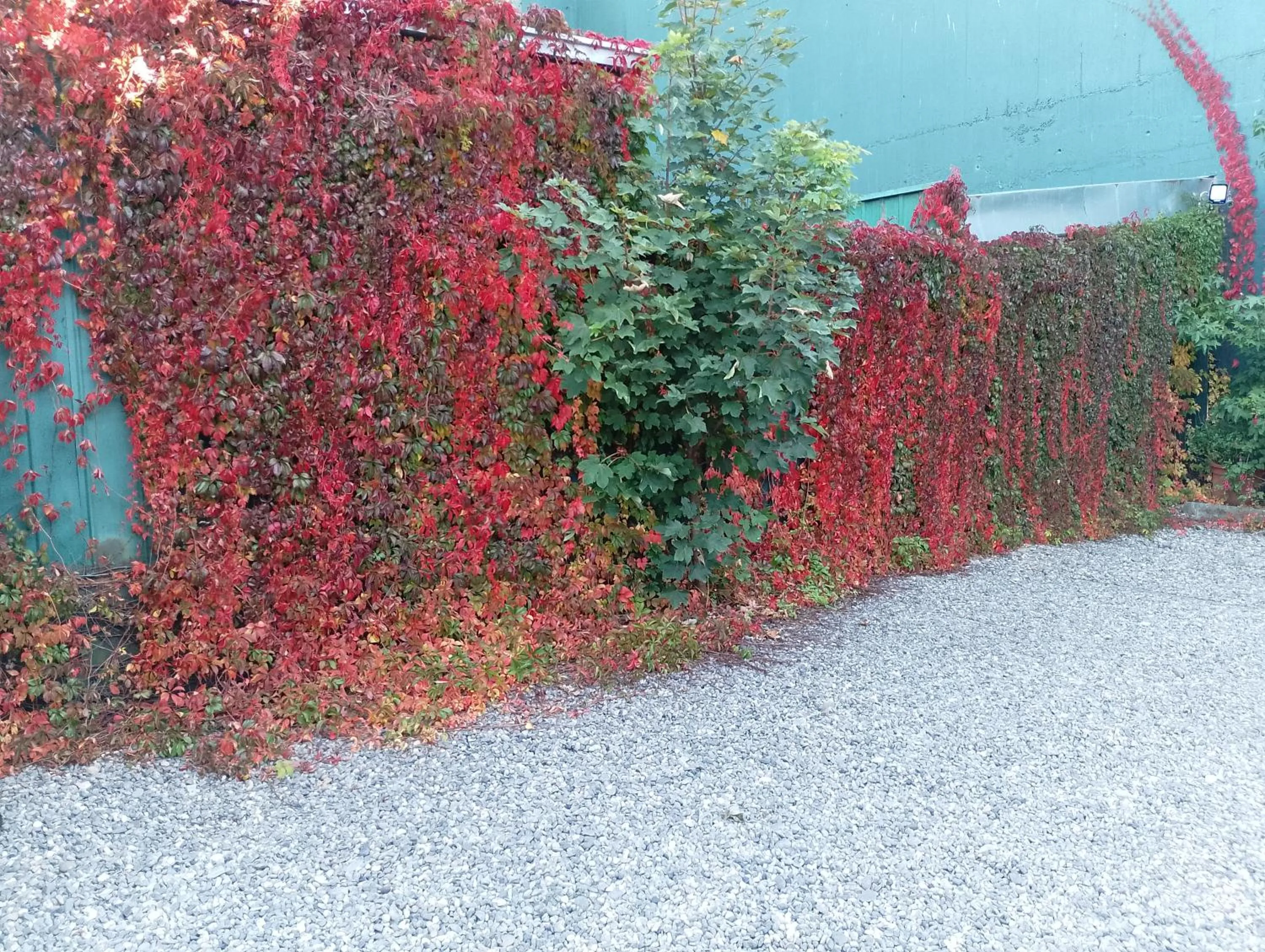 Garden view in Apart-Hotel Colonia-Königsberg UBICADO COSTADO TERMINAL BUSES, RÍO CALLE CALLE CARABINEROS DEPARTAMENTOS COMPLETOS CON AIRE ACONDICIONADO Y ESTACIONAMIENTO