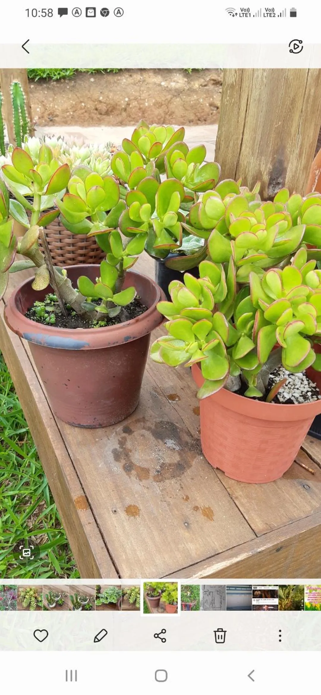 Garden in B&B Sol Poente