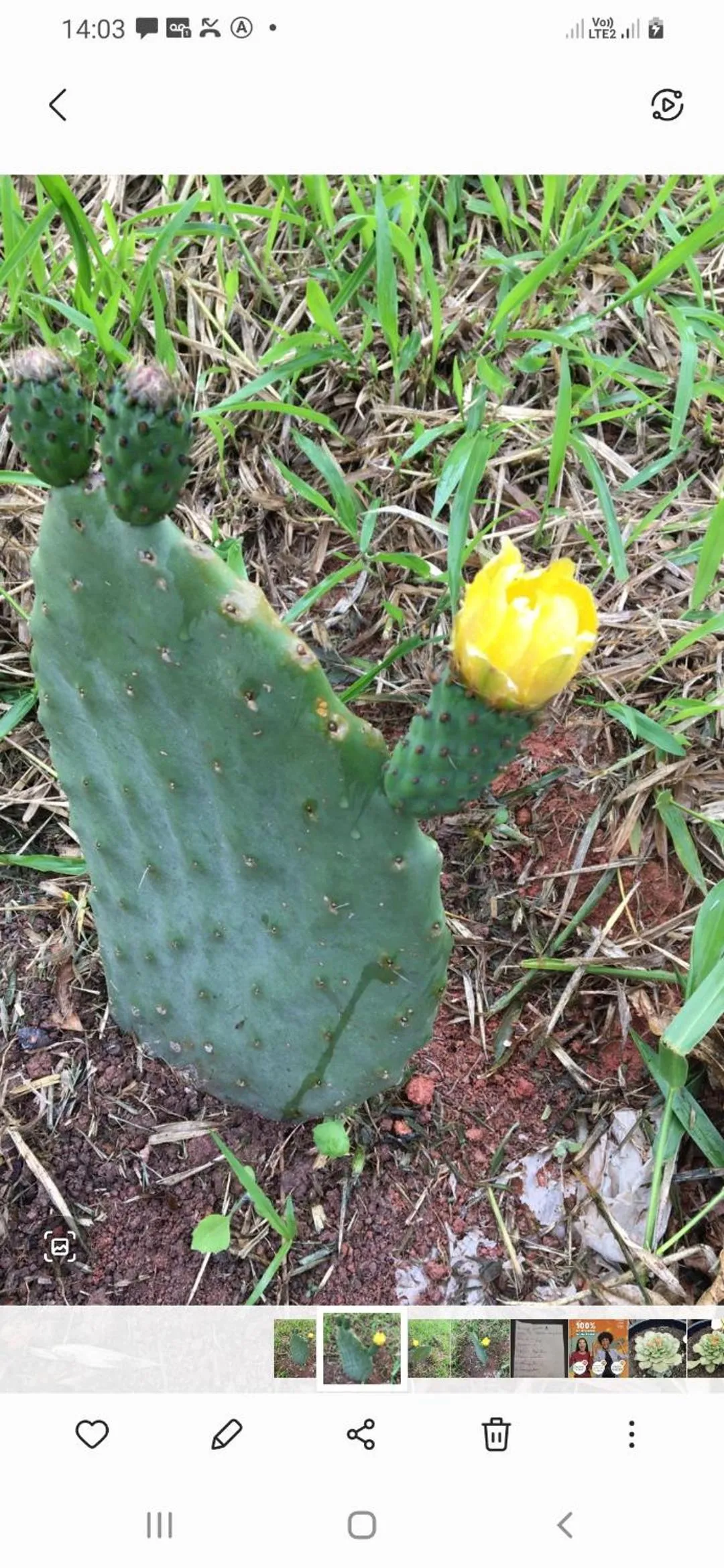 Garden in B&B Sol Poente
