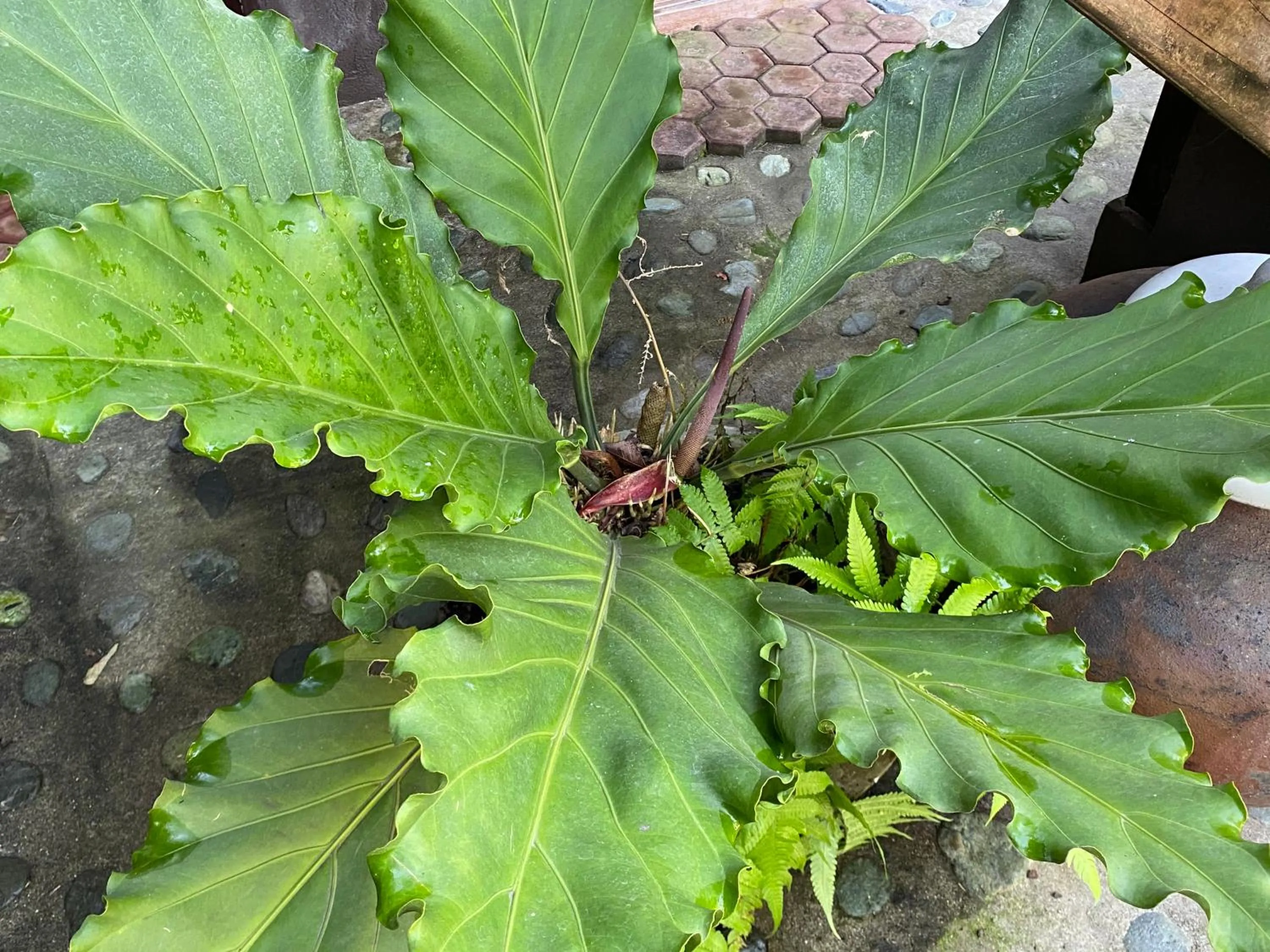 Mount Pinatubo Base Camp at CASA HERMOGINA