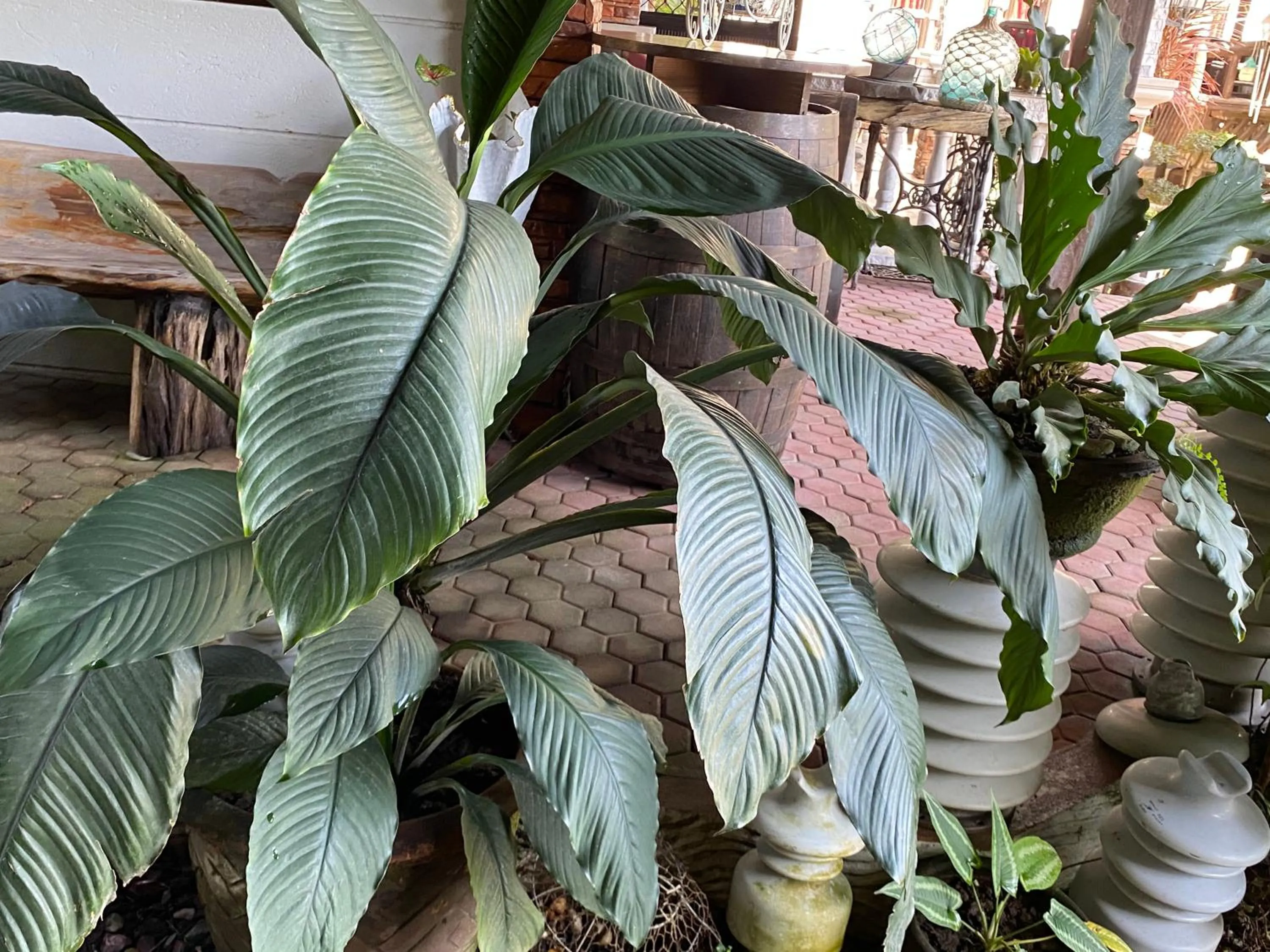 Mount Pinatubo Base Camp at CASA HERMOGINA