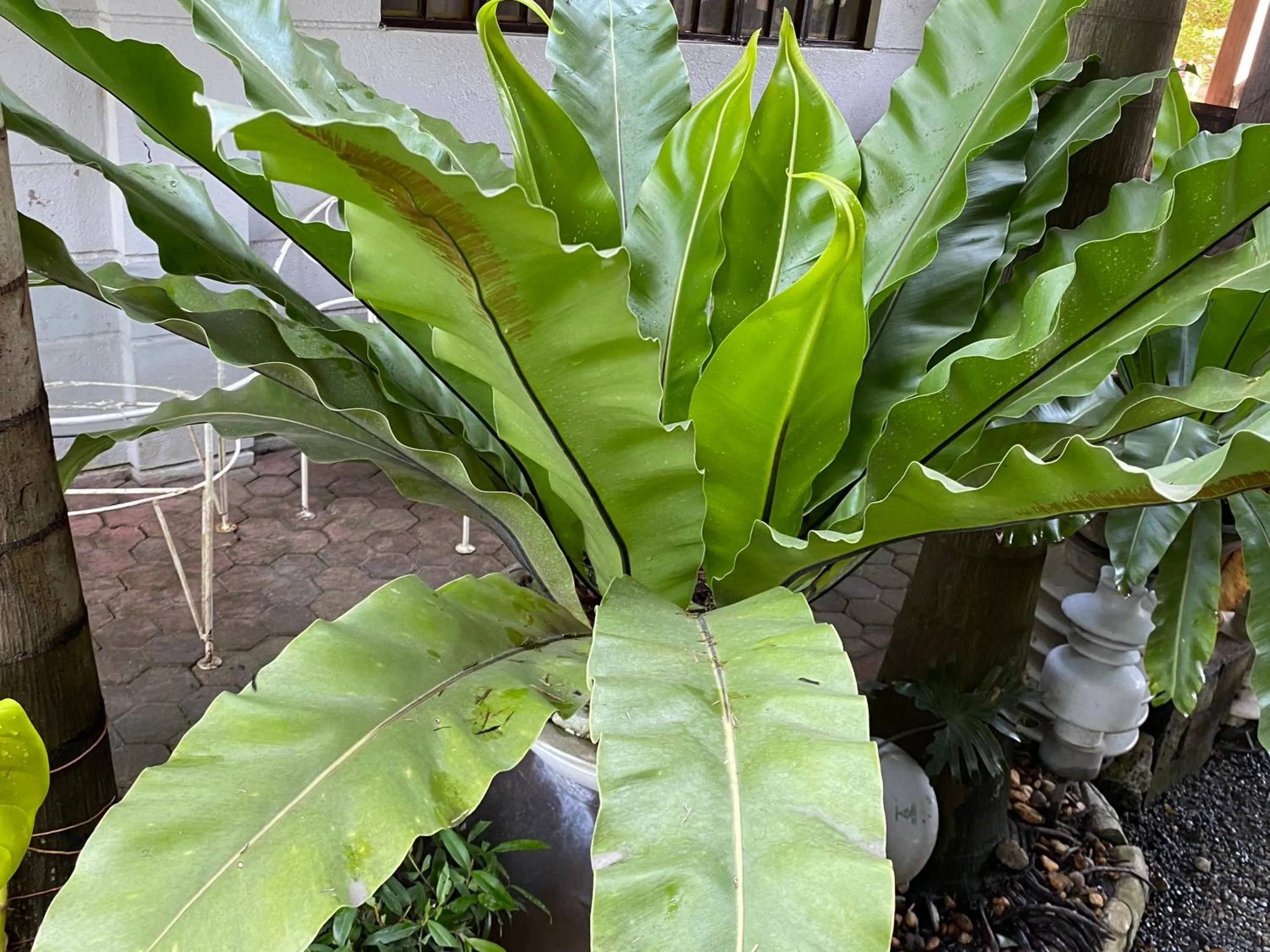 Mount Pinatubo Base Camp at CASA HERMOGINA
