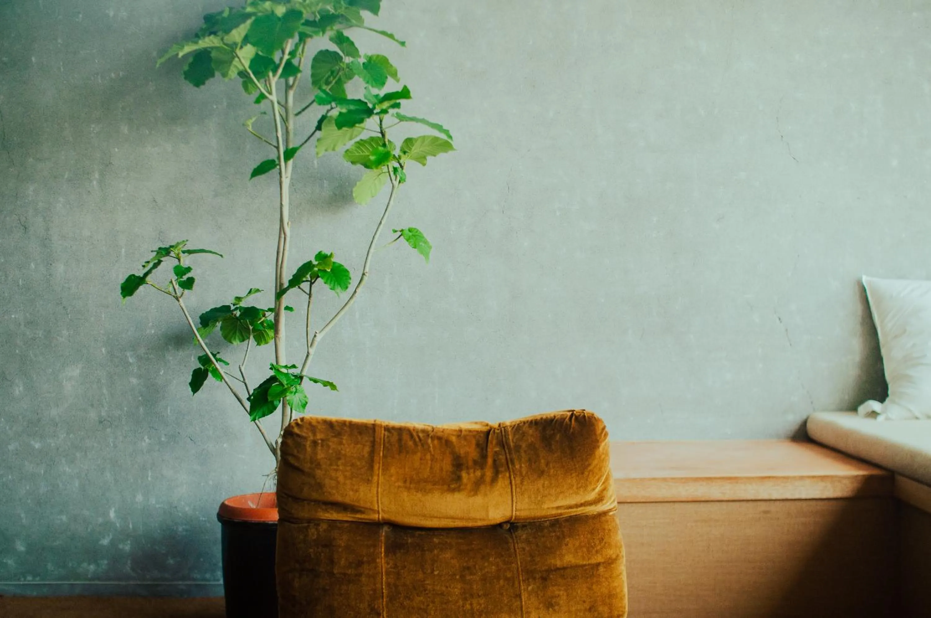 Seating area in Hostel Saruya