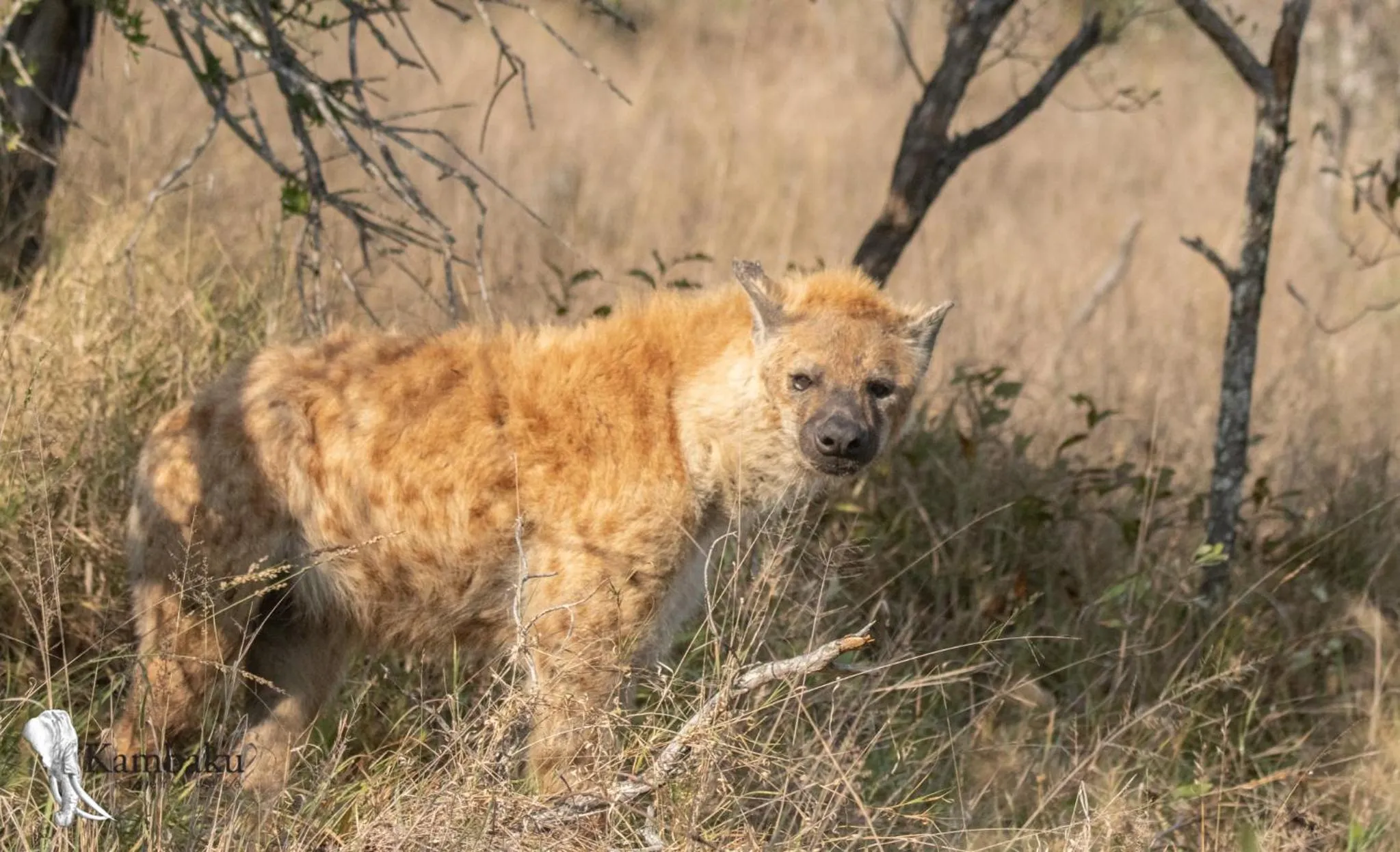 Animals in Kambaku River Lodge