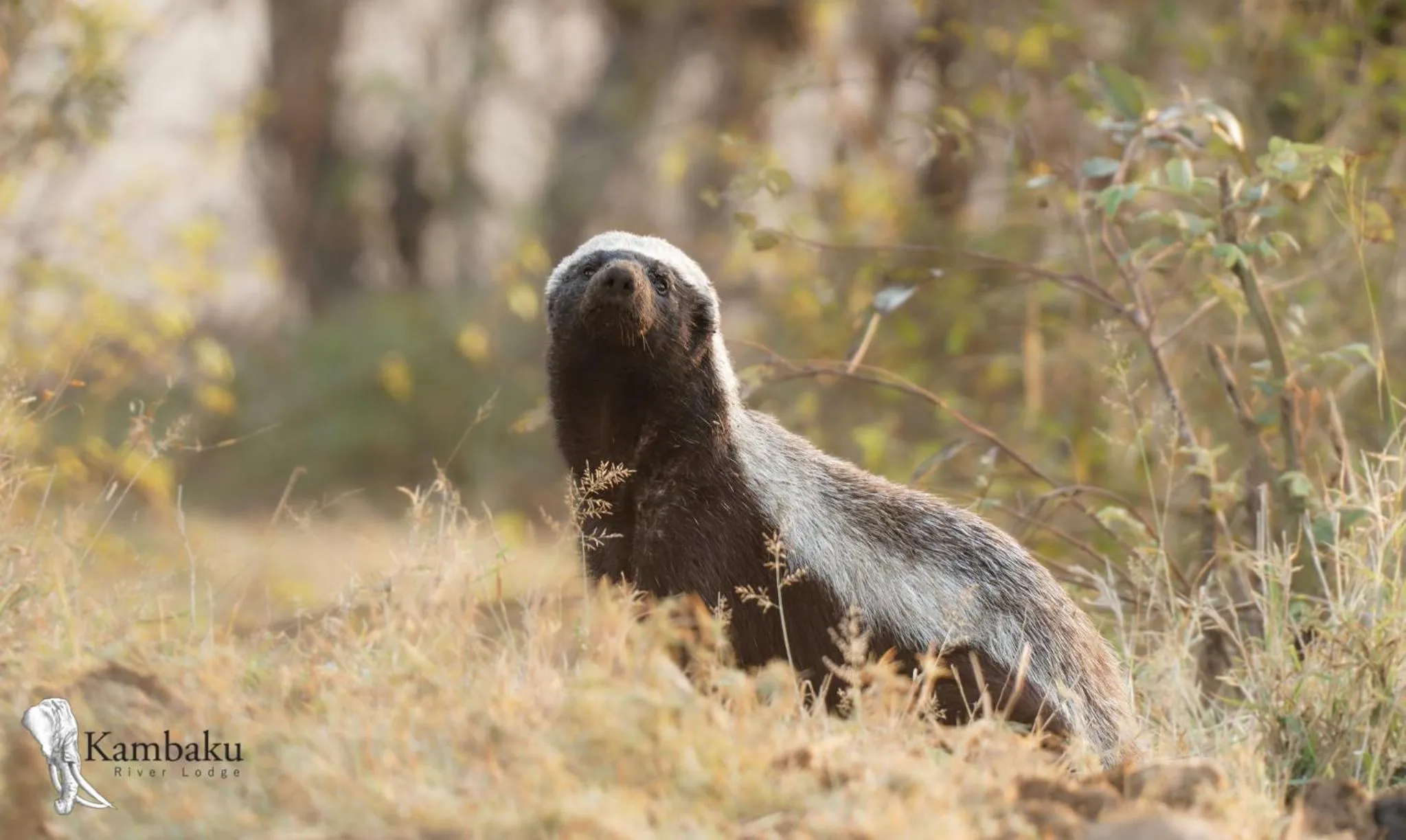 Animals in Kambaku River Lodge