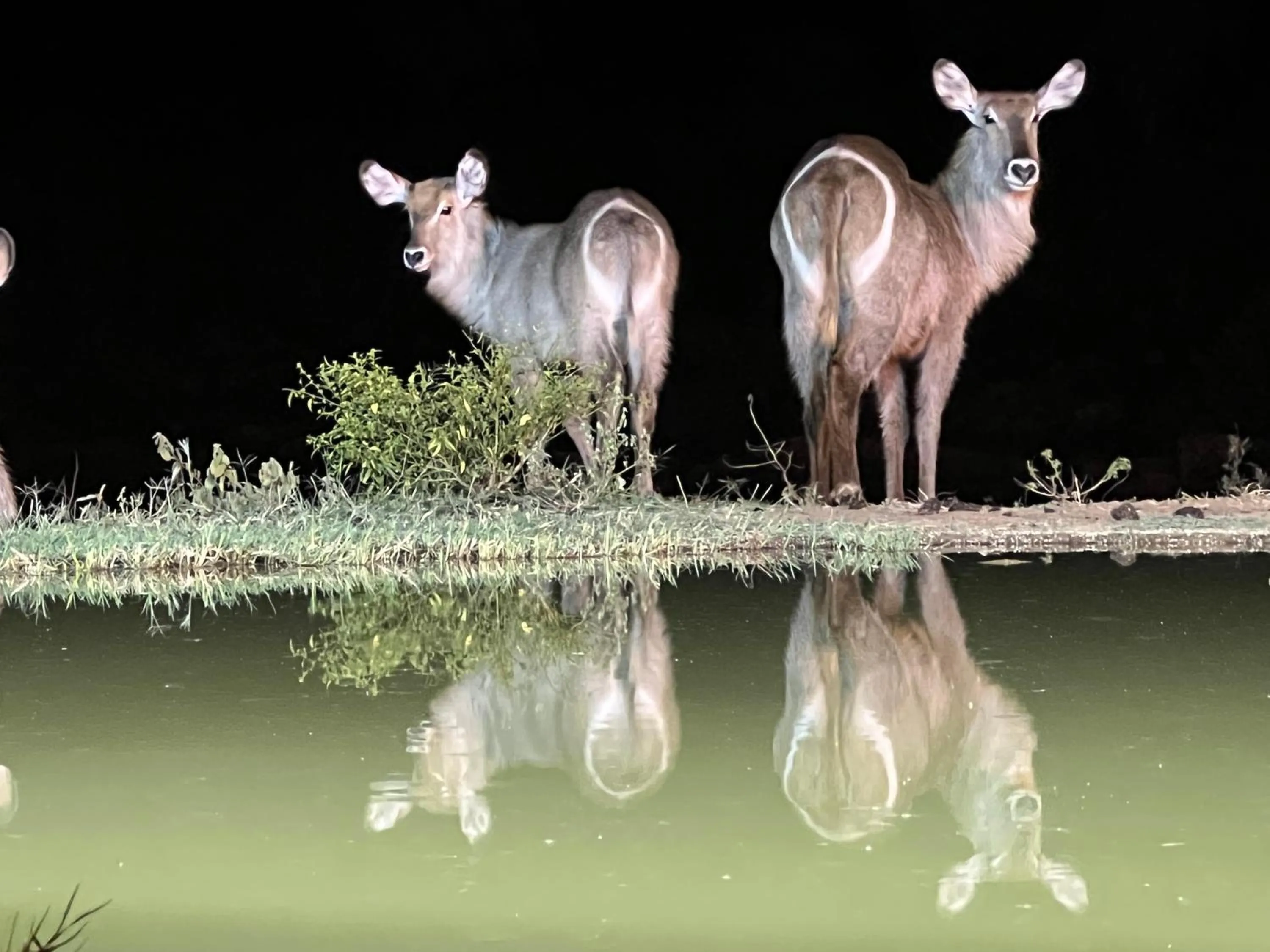 Animals in Kambaku River Lodge