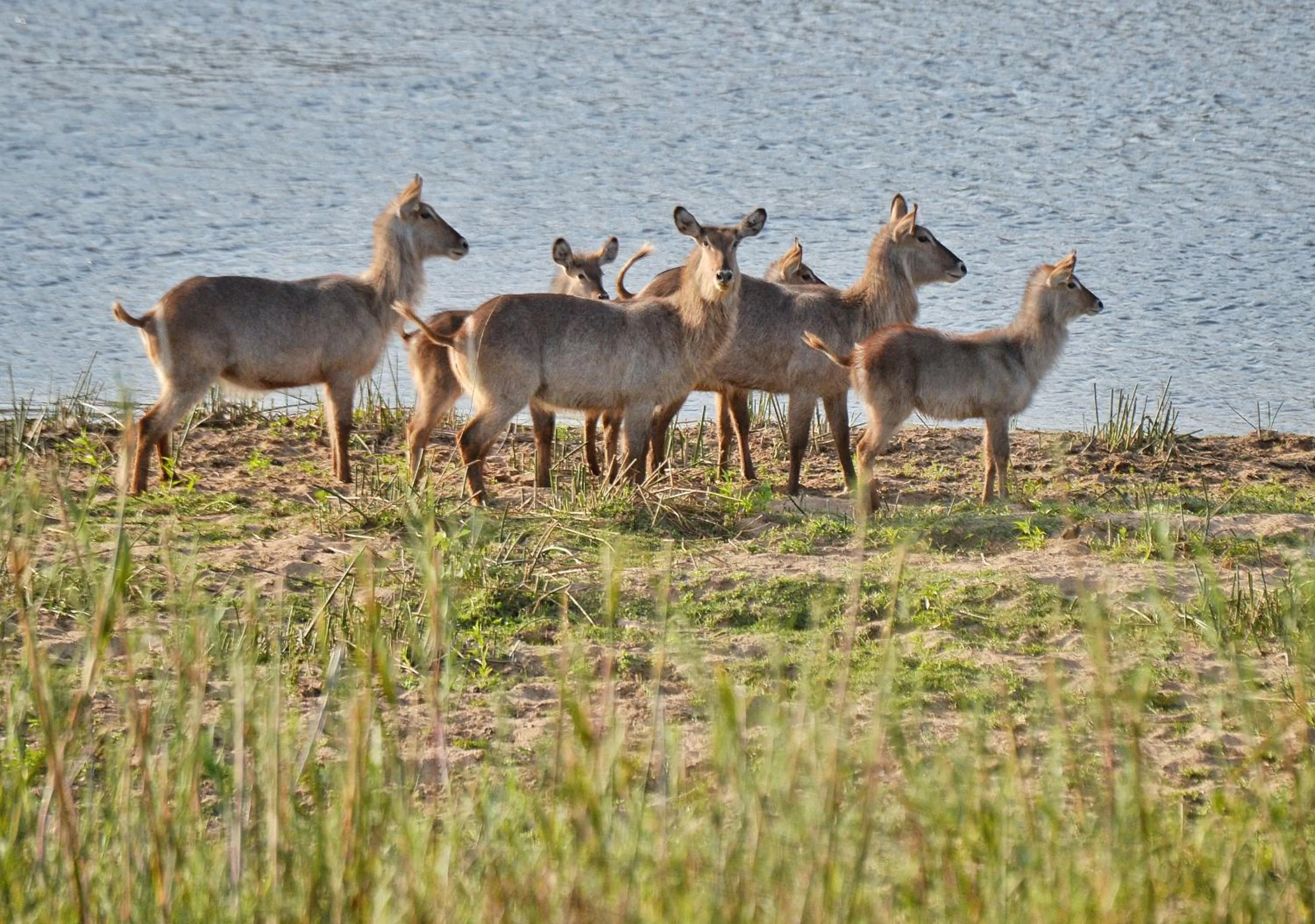 Animals in Kambaku River Lodge