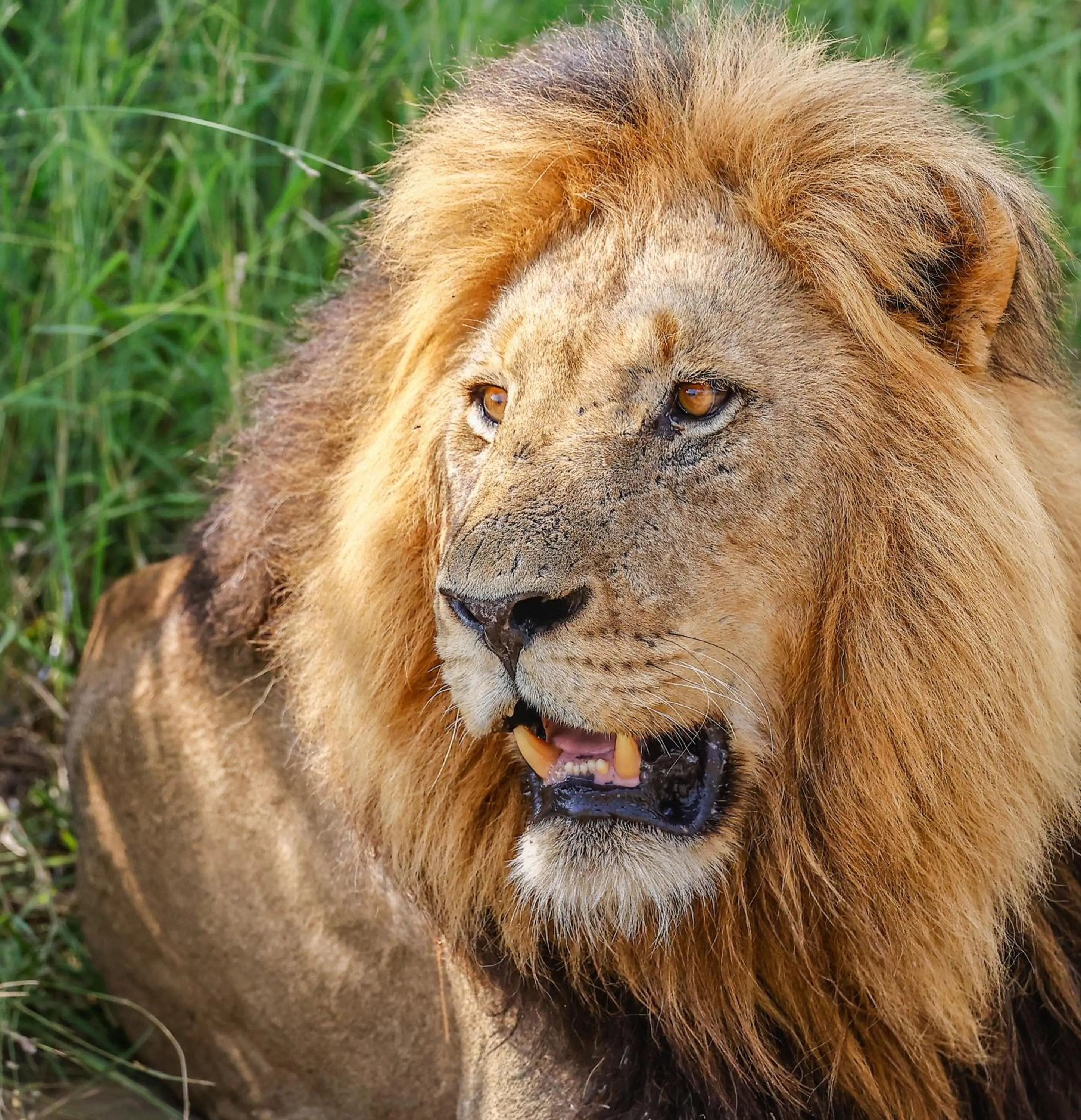 Animals in Kambaku River Lodge
