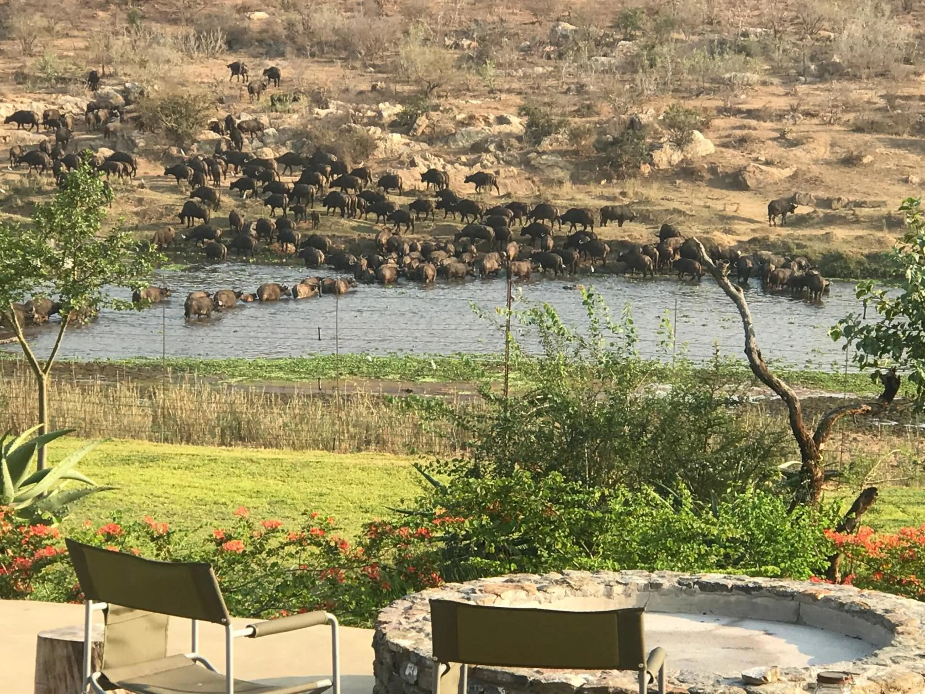 Animals in Kambaku River Lodge
