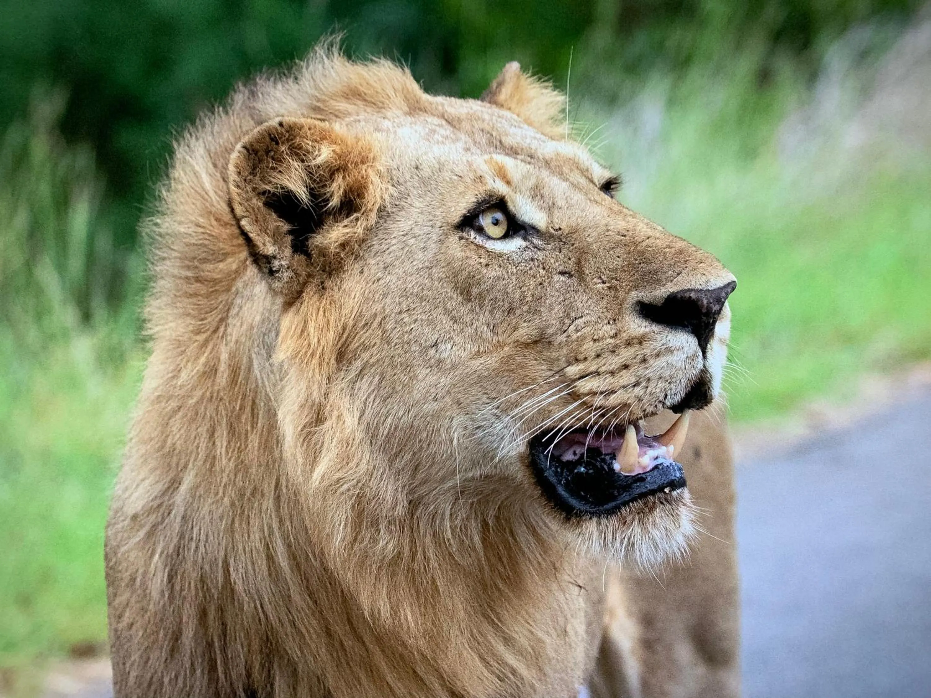 Day in Kambaku River Lodge