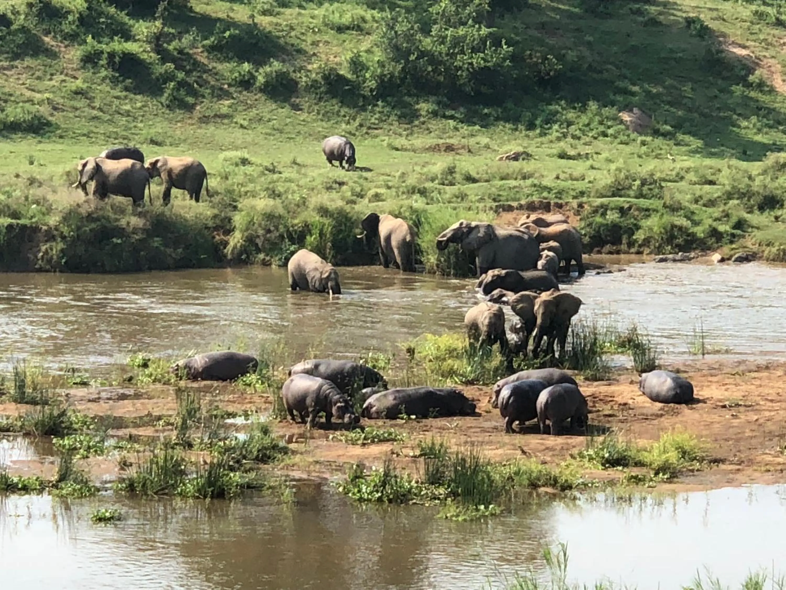 Animals in Kambaku River Lodge