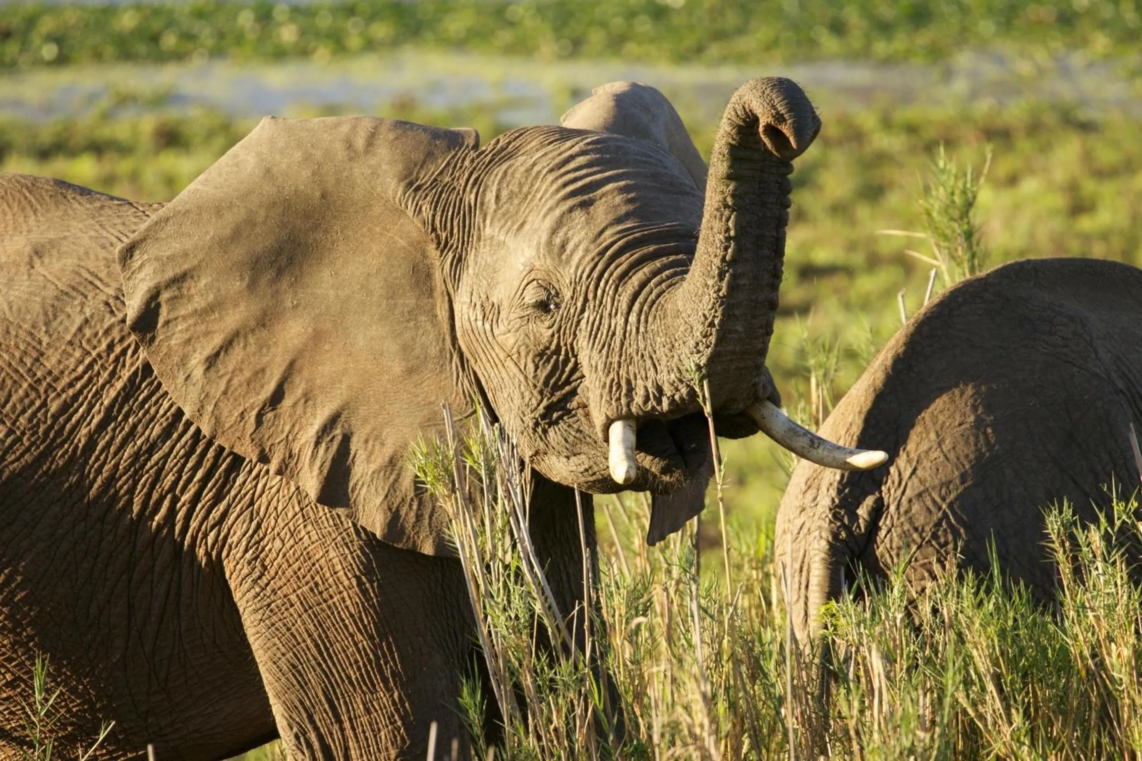 Animals in Kambaku River Lodge